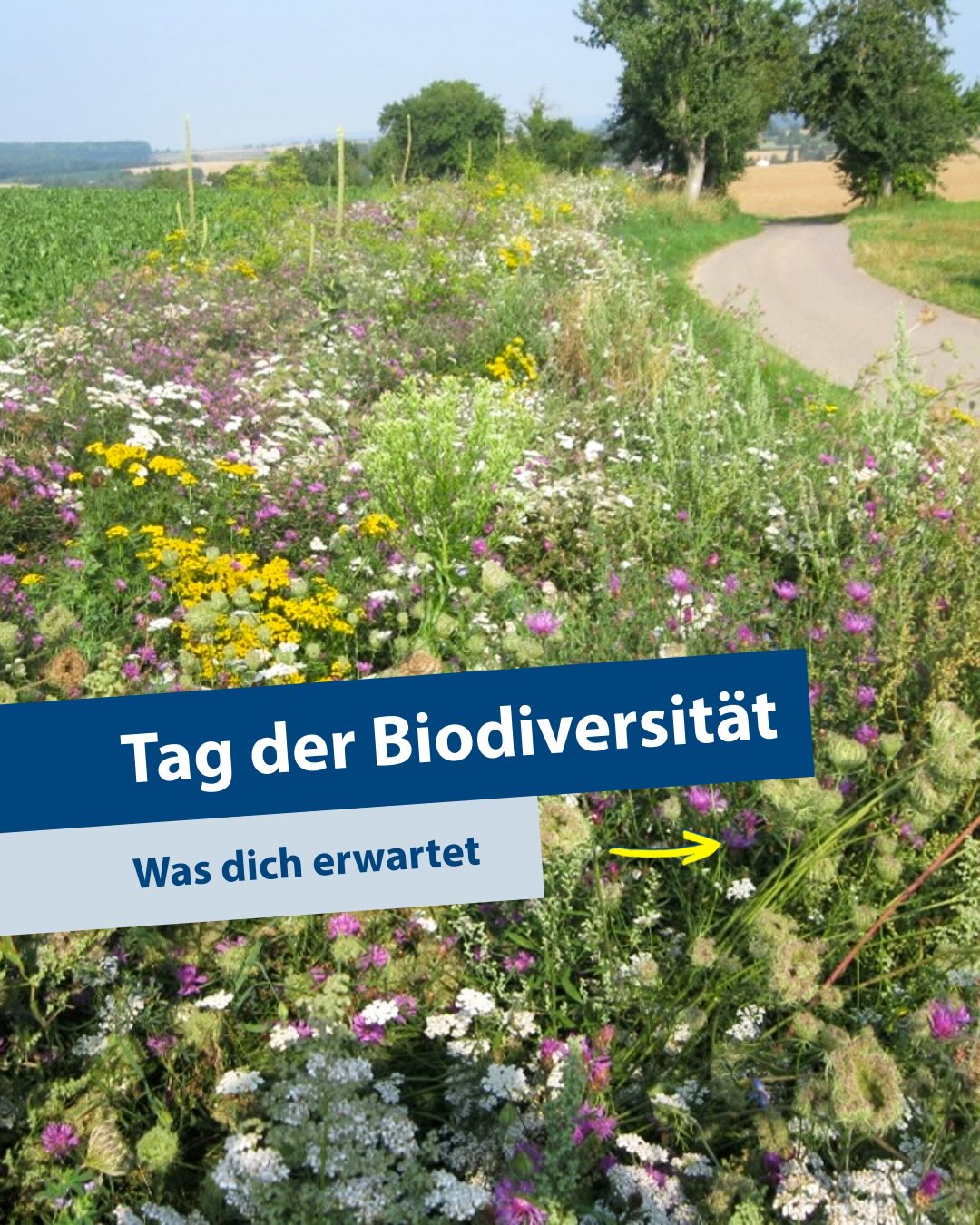 Blühendes Wildblumenfeld am Wegesrand mit blauem Banner „Tag der Biodiversität“ und grauem Textfeld „Was dich erwartet“, daneben gelber Pfeil. (KI-Alternativtext)