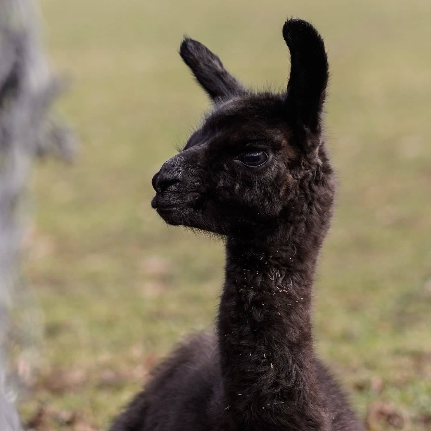 Ein kleines, schwarzes Lama schaut nach rechts. Es sitzt auf einer grünen Wiese.
