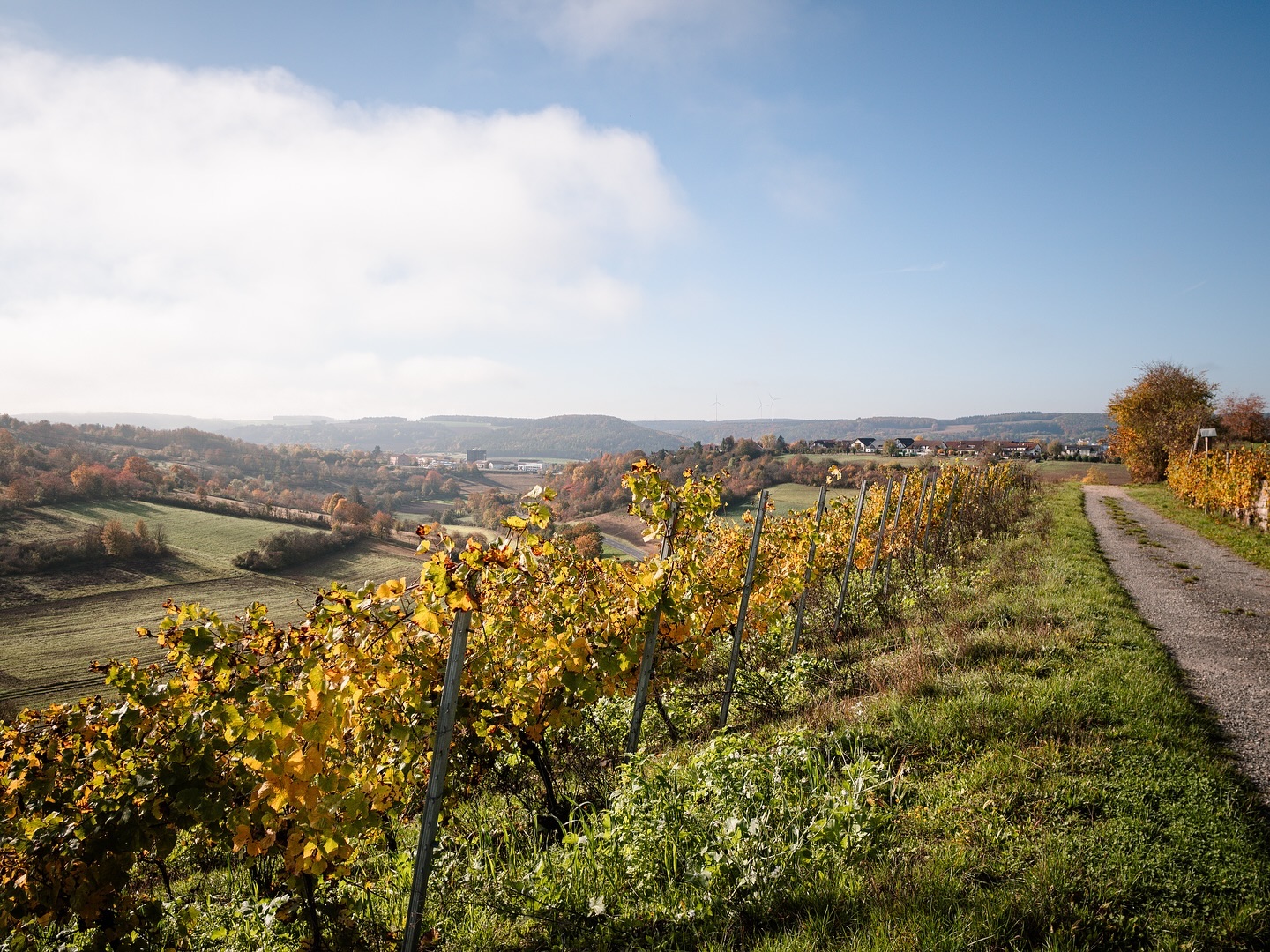 Ein sonniger Herbsttag in einem Weinberg. Die Reben zeigen sich in goldgelben Farben, im Hintergrund erstreckt sich eine Hügellandschaft.