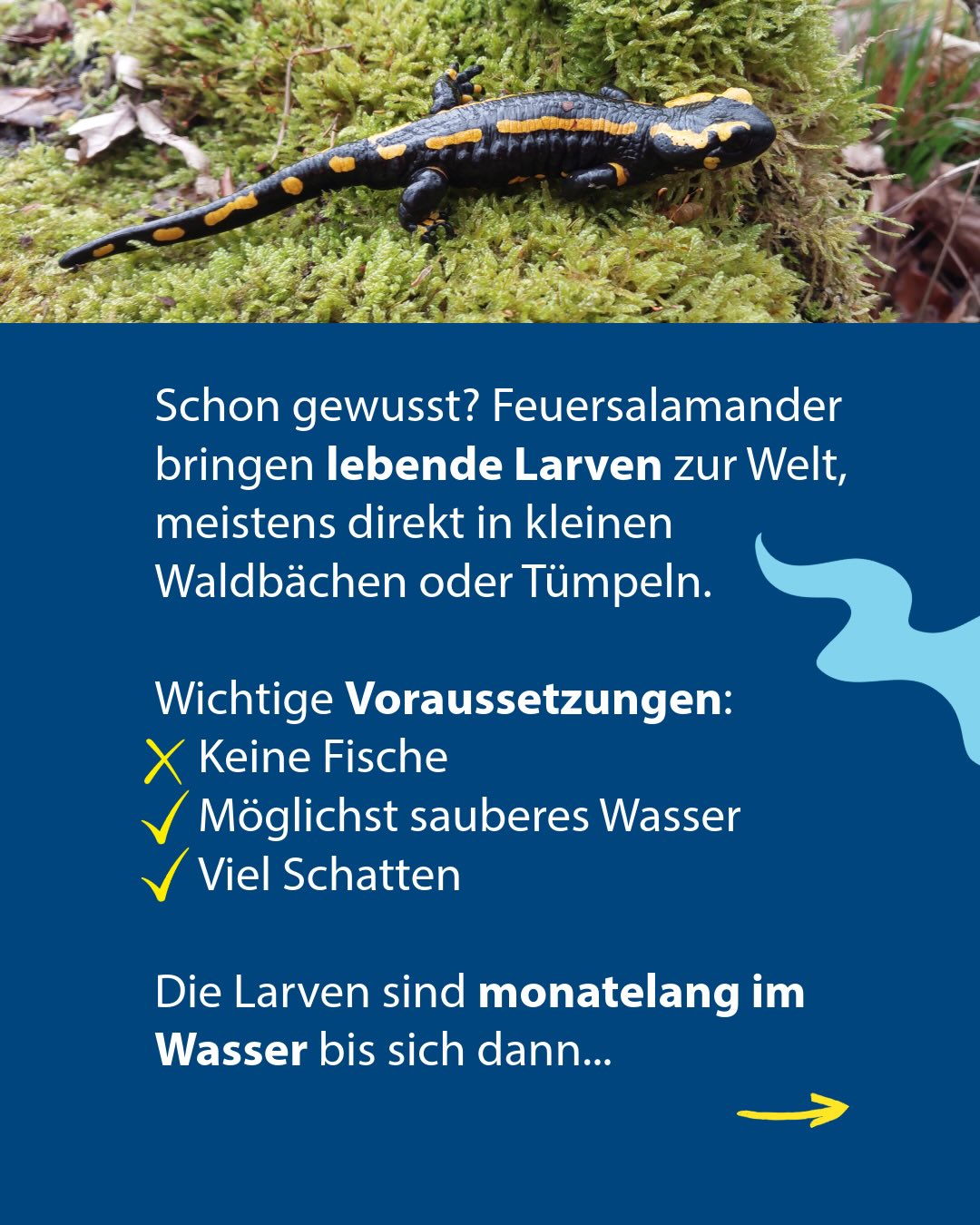 Schwarzer Feuersalamander mit gelben Flecken auf Moos. Darunter Text über die Geburt lebender Larven in Waldgewässern und deren Bedingungen: kein Fisch, sauberes Wasser, viel Schatten. Pfeil weist auf Fortsetzung hin. (KI-Alternativtext)