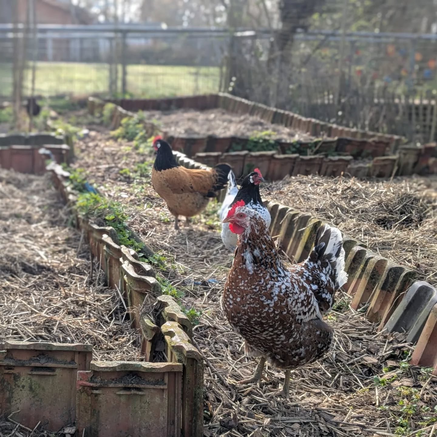 Dieser Alternativtext wurde KI-generiert: Mehrere Vögel stehen in einem Garten zwischen Beeten und Laub. Die Szene zeigt eine natürliche Umgebung mit Ziegel- und Pflanzenmaterialien.