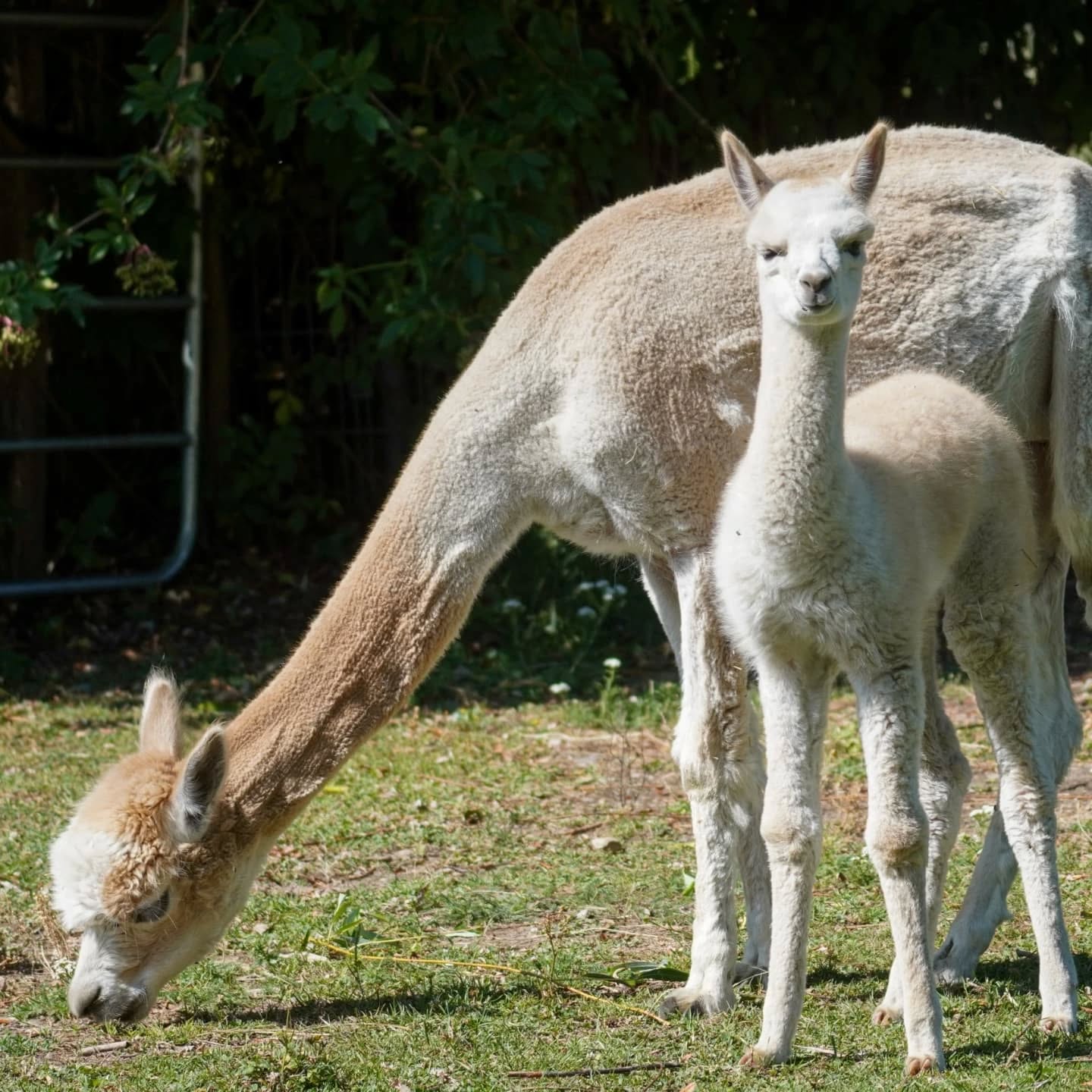 Das Bild zeigt zwei Alpakas auf einer Wiese. Eines der Alpakas grast, während das andere aufrecht steht und in die Kamera schaut.