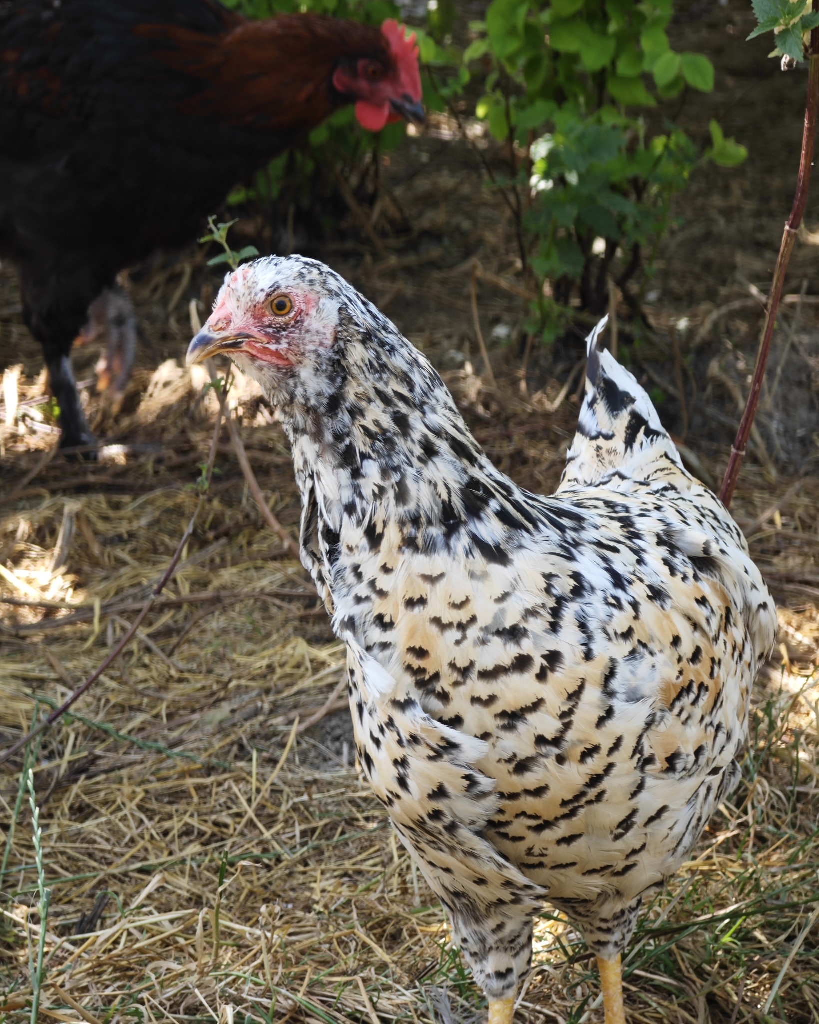 Ein Huhn mit schwarz-weiß gesprenkeltem Gefieder und rotem Kamm steht auf Stroh. Im Hintergrund ist ein weiteres dunkles Huhn vor grünen Pflanzen zu sehen. (KI-Alternativtext)