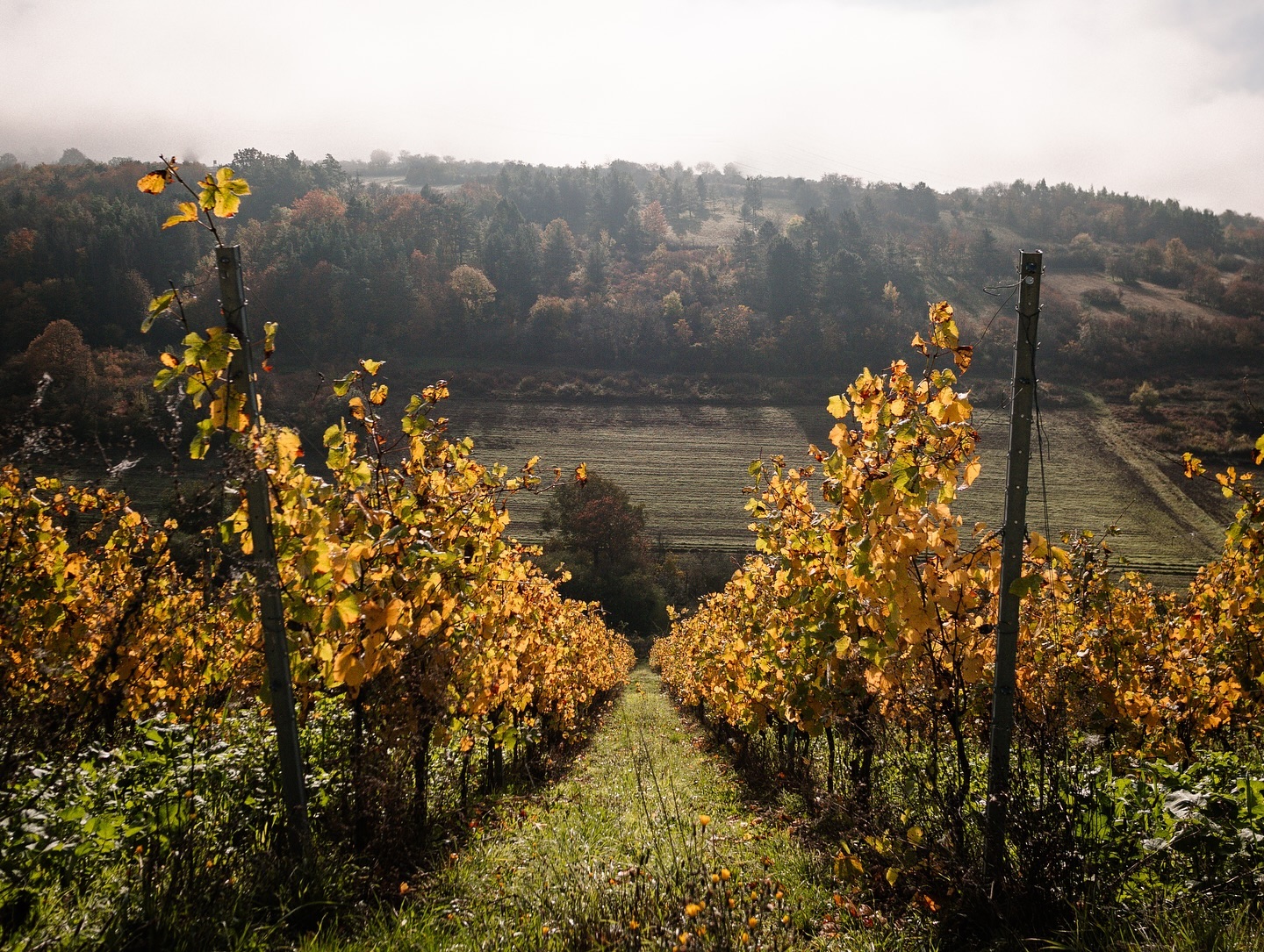 Ein Weinberg im Herbst zeigt sich in goldgelben Farben. Die Reihen der Rebstöcke erstrecken sich in die Ferne, hinter denen sich ein bewaldeter Hügel befindet.