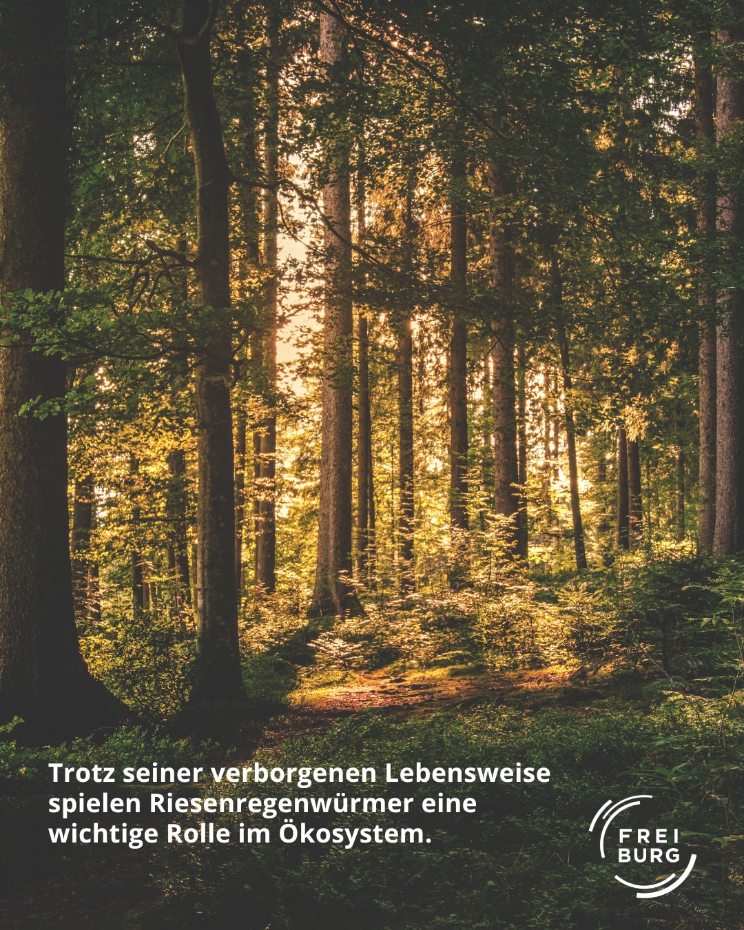 Dieser Alternativtext wurde KI-generiert: Ein vertikales Bild zeigt einen Wald mit vielen Bäumen, die in warmen Herbstfarben leuchten. Das Licht fällt durch das Blätterdach und erhellt den Waldboden.