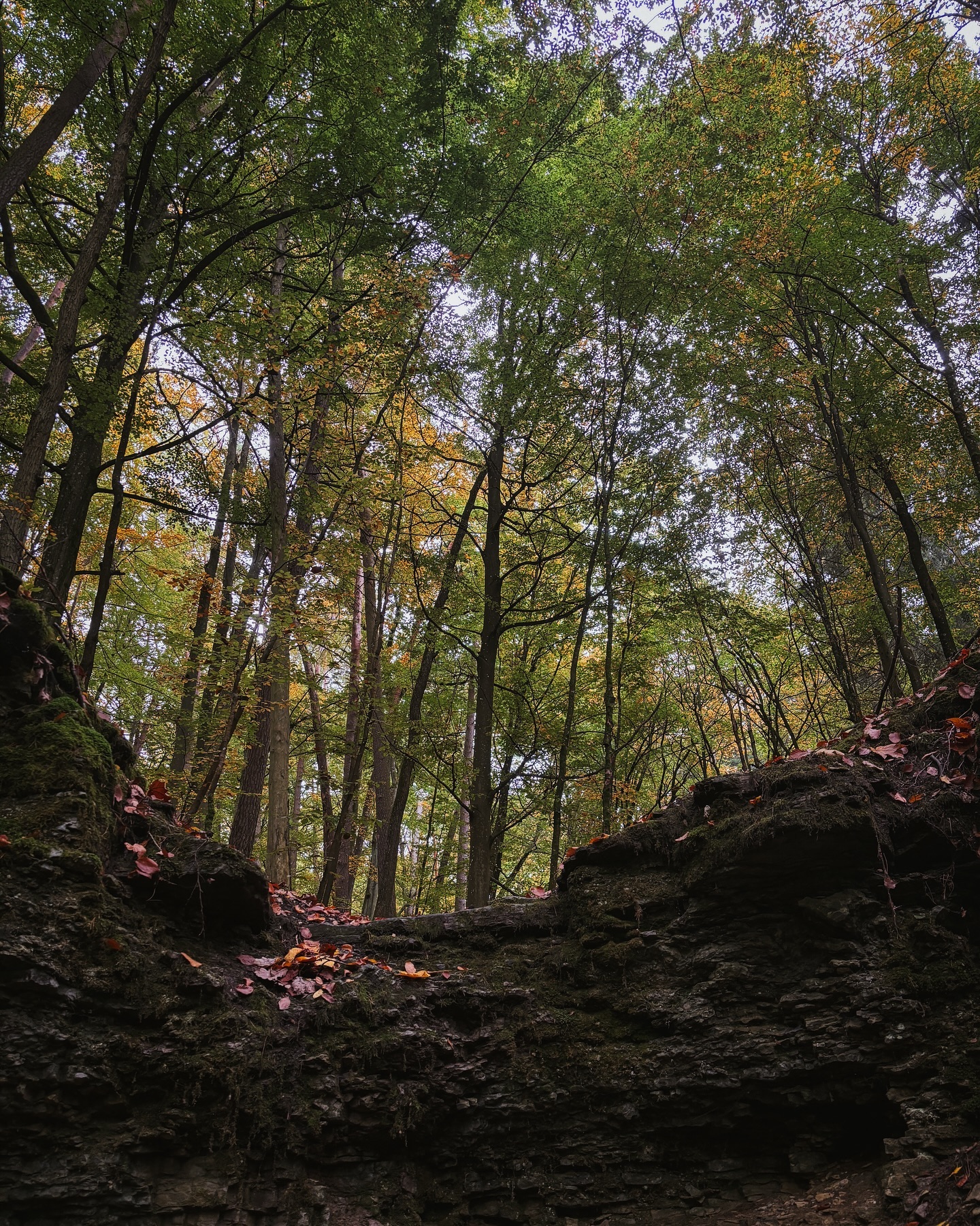 Ein dunkler, felsiger Bereich im Wald, bedeckt mit Moos und Herbstlaub. Über dem Felsen ragen hohe Bäume mit grünen und goldenen Blättern empor.