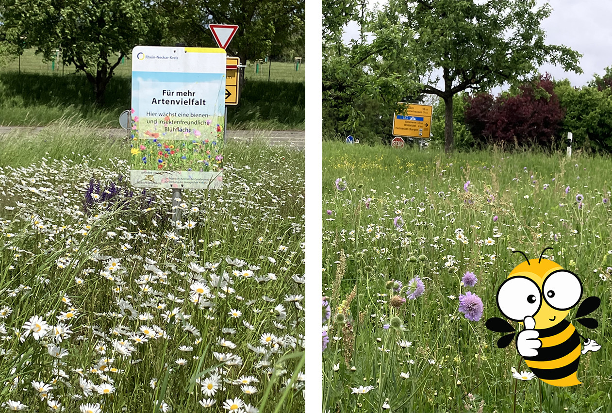 Blühende Wiese mit Schild „Für mehr Artenvielfalt – Hier wächst eine bienen- und insektenfreundliche Blühfläche“; rechts daneben eine weitere Wiese mit Wegweisern und einer Cartoon-Biene, die Daumen hoch zeigt. (KI-Alternativtext)