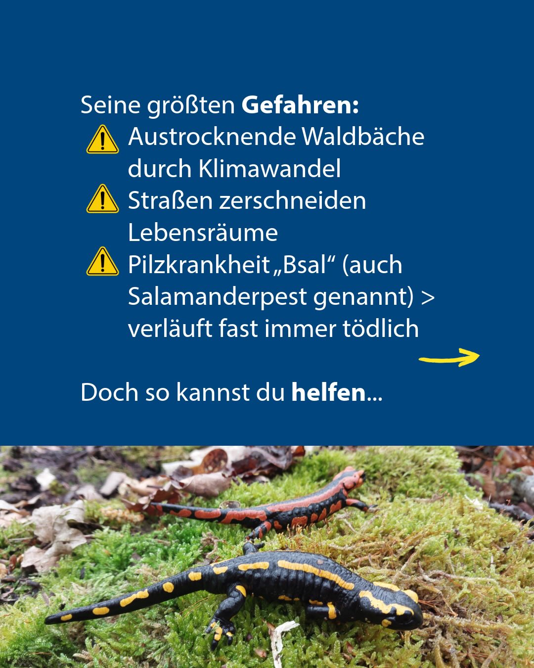 Zwei Salamander auf Moos vor blauem Hintergrund mit Text über ihre Gefahren: austrocknende Bäche, zerschnittene Lebensräume und tödliche Pilzkrankheit „Bsal“. Ein Pfeil weist auf den Hinweis „Doch so kannst du helfen...“. (KI-Alternativtext)