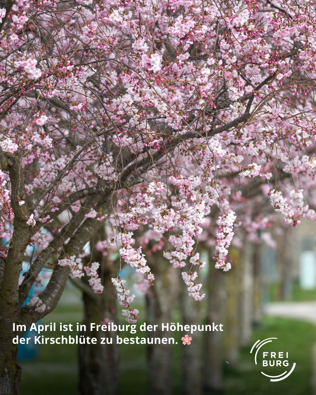 Dieser Alternativtext wurde KI-generiert: Ein Baum mit vielen zarten Blüten steht im Vordergrund. Im Hintergrund ist ein Gebäude oder eine Landschaft zu sehen.