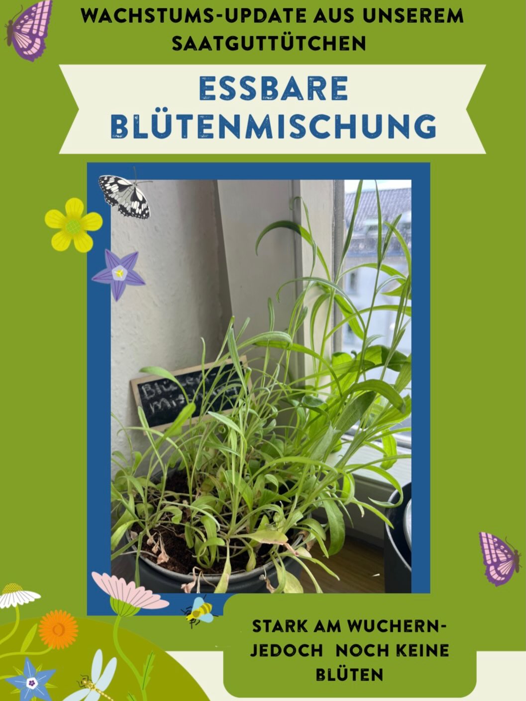 Wachstums-Update einer essbaren Blumenmischung in einem Topf am Fenster; junge Pflanzen wachsen kräftig, Blüten fehlen noch. Dekorative Schmetterlinge, Blumen und ein kleines Schild mit der Aufschrift „Blumenmischung“ ergänzen das Bild. (KI-Alternativtext)
