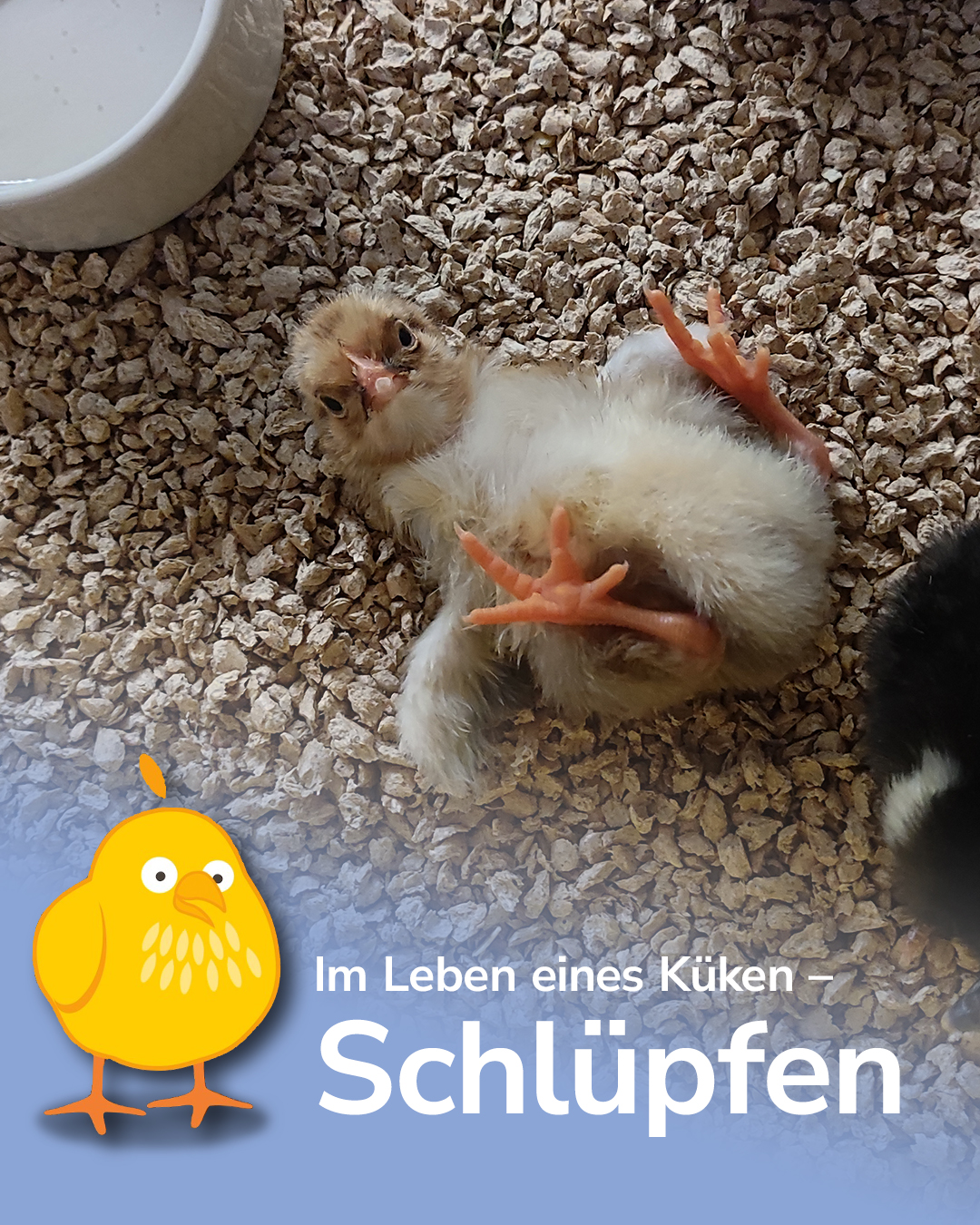 Dieser Alternativtext wurde KI-generiert: Ein kleines, flauschiges Küken liegt auf einem strukturierten, grauen Untergrund. Es scheint sich zu strecken oder zu fallen.