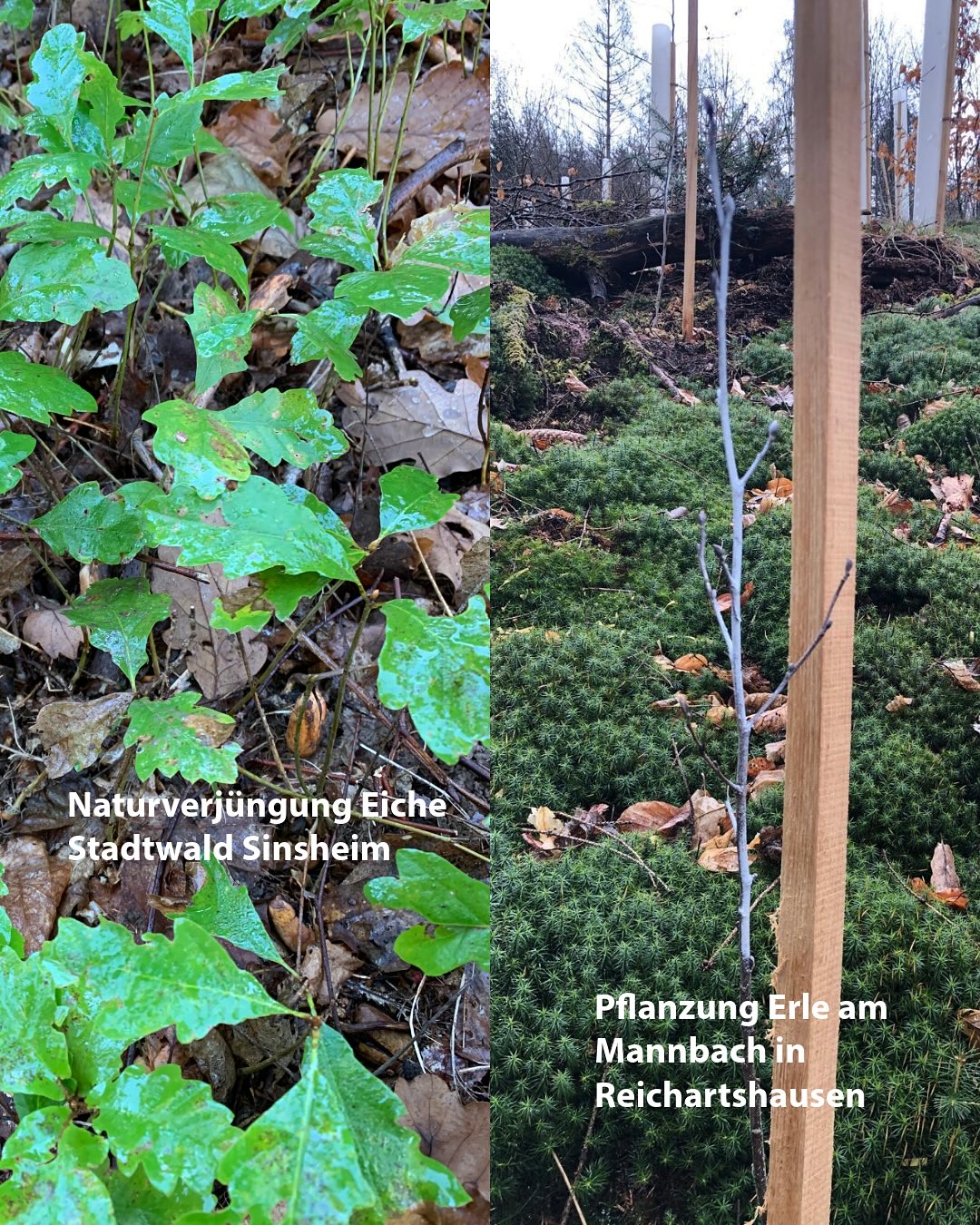 Dieser Alternativtext wurde KI-generiert: Nahaufnahme von grünem Unterholz mit Laub und kleinen Pflanzen. Im Hintergrund sind Bäume und eine vertikale Holzstruktur zu sehen.