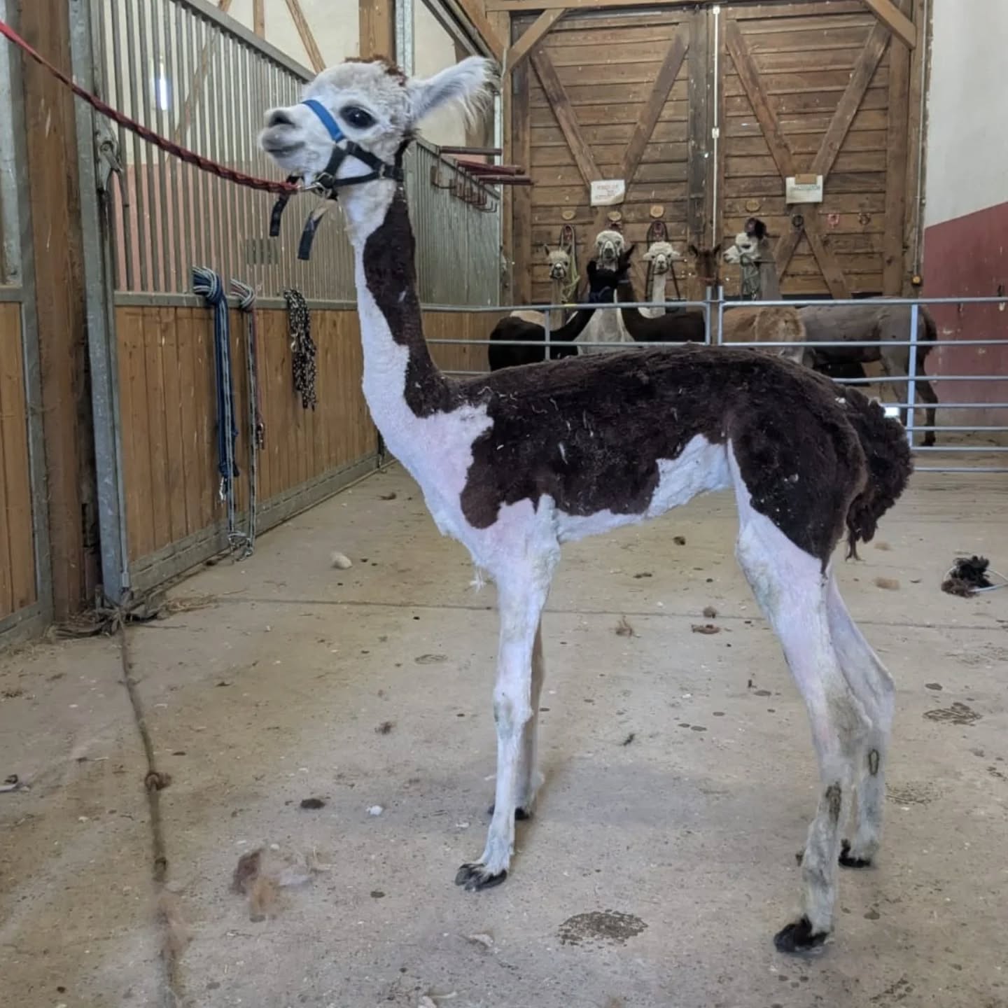 Ein Lama steht in einem Stall. Im Hintergrund sind weitere Lamas zu sehen.