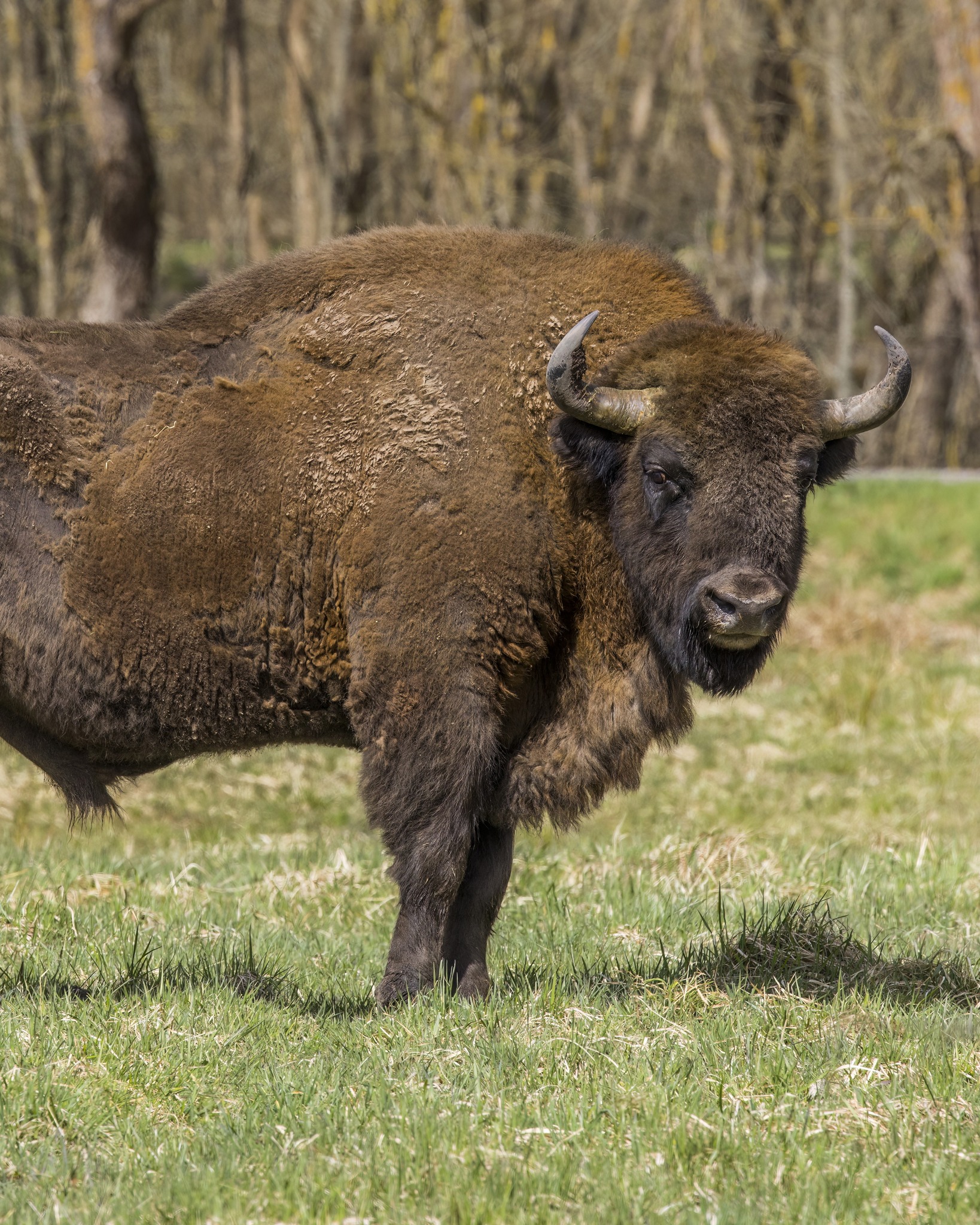 Dieser Alternativtext wurde KI-generiert: Ein großes, dunkles Tier mit Hörnern steht auf einer grünen Wiese. Im Hintergrund sind Bäume zu sehen.
