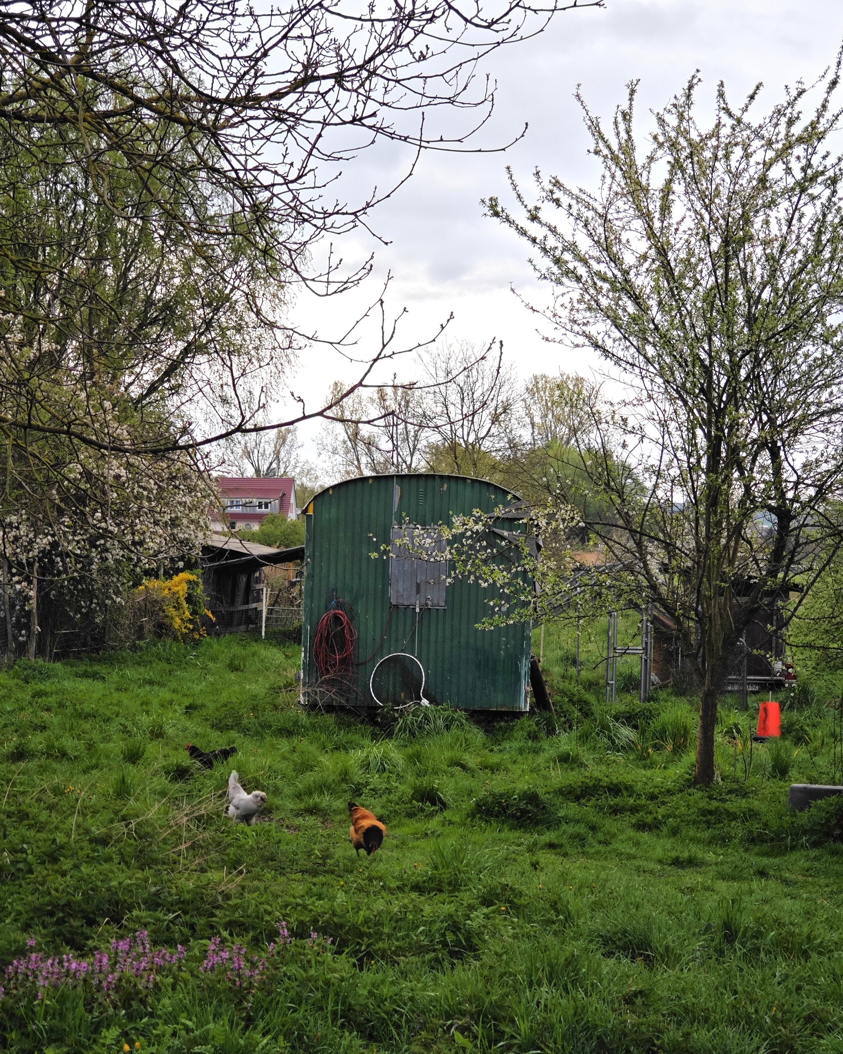 Dieser Alternativtext wurde KI-generiert: Eine grüne Hütte steht auf einer grasbewachsenen Wiese, umgeben von Bäumen und Pflanzen. Im Hintergrund sind weitere Gebäude und ein bewölkter Himmel zu sehen.