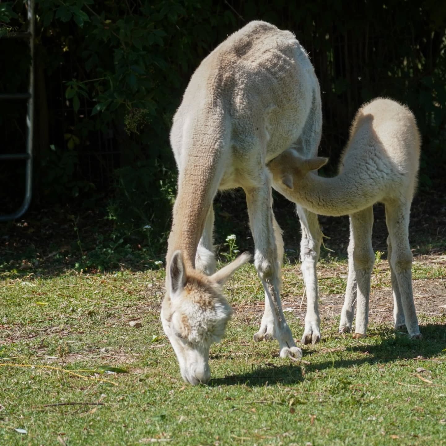 Ein größeres Tier steht auf einer grünen Wiese und frisst, während ein kleineres Tier trinkt.