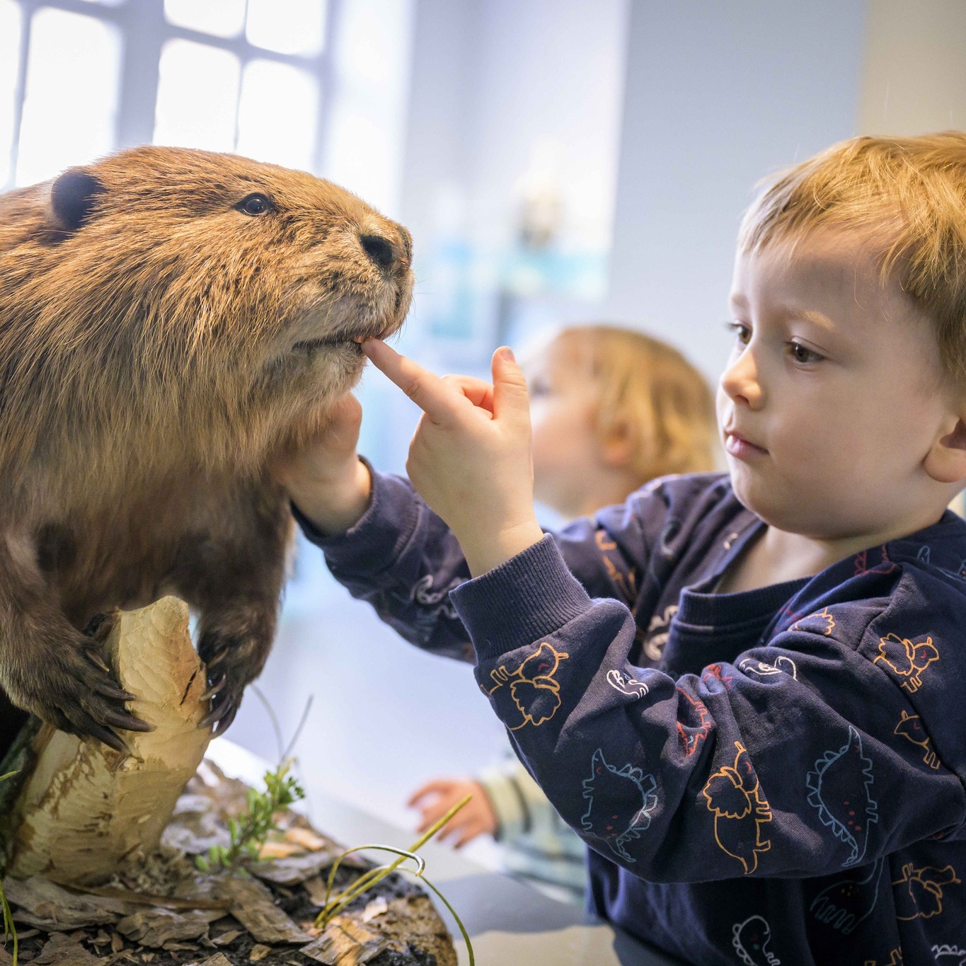 Dieser Alternativtext wurde KI-generiert: Ein Kind betrachtet neugierig ein präpariertes Tier. Die Interaktion findet vor einer verschwommenen Hintergrundkulisse statt.