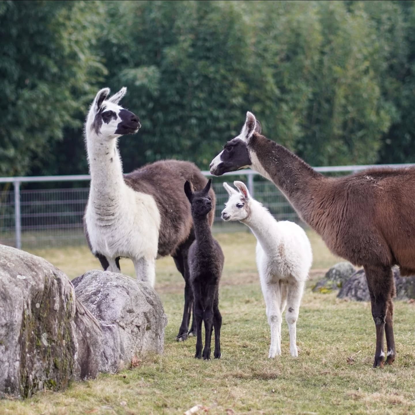 Ein Lama mit zwei kleinen Lamas. Das Bild ist in Farbe aufgenommen.