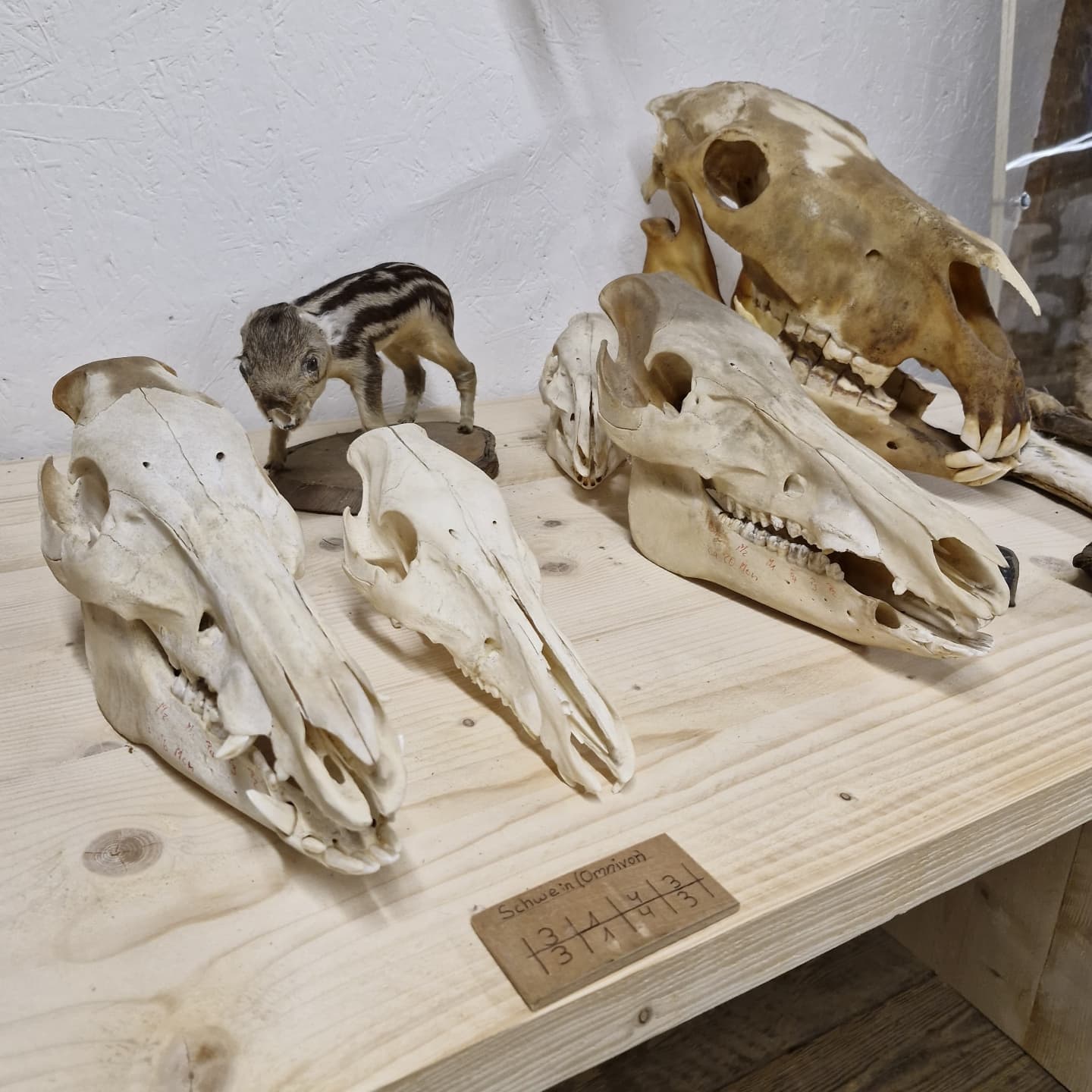Auf einem hellen Holztisch liegen mehrere Tierschädel und ein ausgestopftes Tier. Die Schädel sind unterschiedlich groß und zeigen verschiedene Details. 