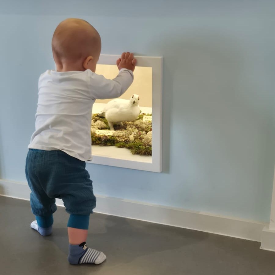 Dieser Alternativtext wurde KI-generiert: Ein kleines Kind steht vor einer Öffnung in der Wand und blickt auf ein weißes Tier in einer natürlichen Umgebung. Das Bild ist farbig und zeigt eine helle, freundliche Szene.