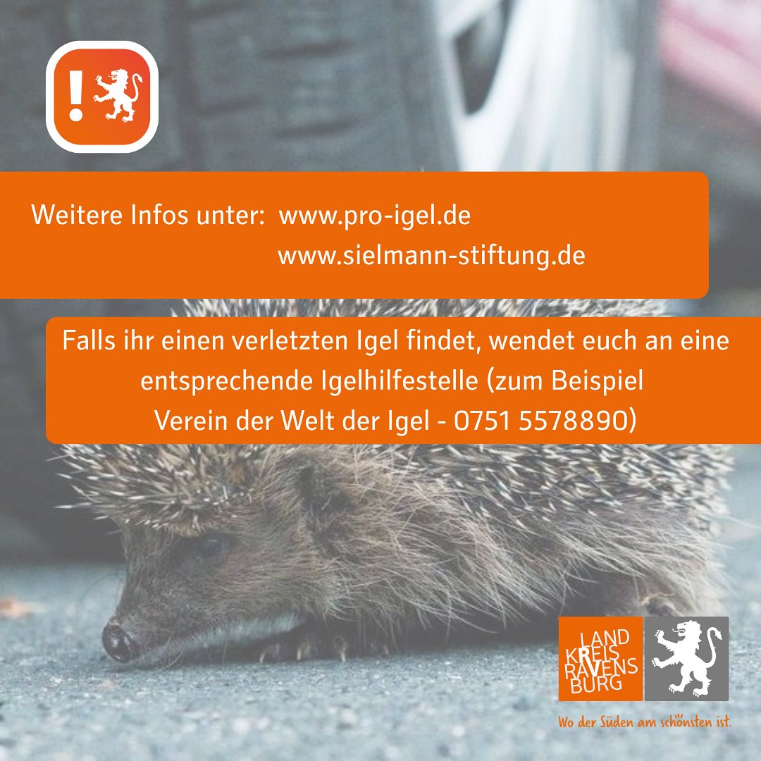 Dieser Alternativtext wurde KI-generiert: Ein farbenfrohes Plakat mit Informationen zur Rettung verletzter Igel. Es enthält Webseitenadressen und eine Kontaktnummer für die Hilfe von Igeln.