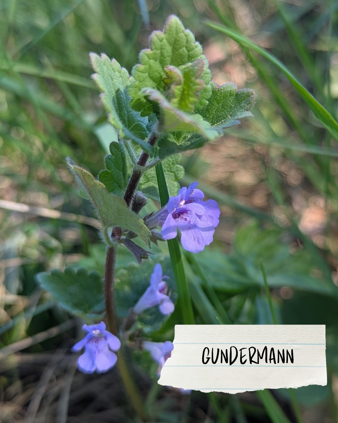 Dieser Alternativtext wurde KI-generiert: Eine Nahaufnahme von kleinen, blühenden Pflanzen mit lilafarbenen Blüten und gezackten Blättern. Die Aufnahme ist farbig und zeigt die Pflanzen inmitten von grünem Gras.