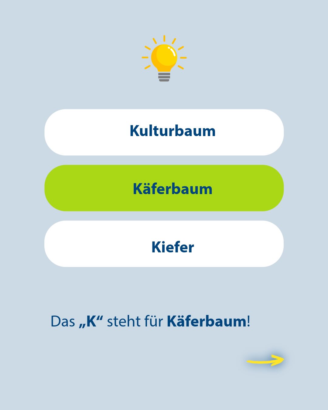 Quiz-Oberfläche mit einer gelben Glühbirne oben. Drei Buttons sind angeordnet: "Kulturbaum", "Käferbaum" und "Kiefer". Der mittlere Button "Käferbaum" ist grün hervorgehoben. Darunter steht der Text: "Das „K“ steht für Käferbaum!". Rechts unten zeigt ein gelber Pfeil nach rechts. (KI-Alternativtext)