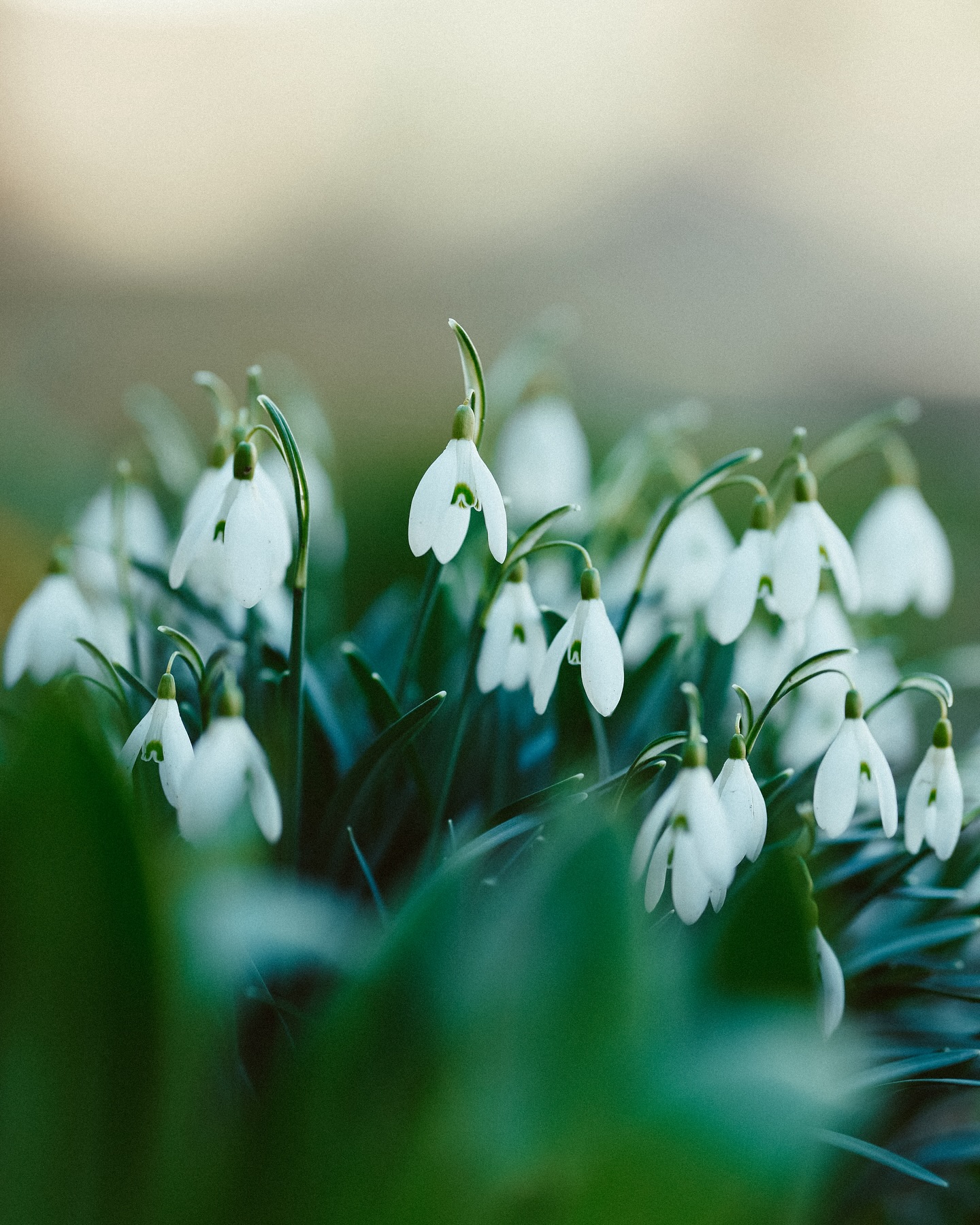 Ein wunderschönes Bild von weißen Blüten, die aus grünen Blättern sprießen.