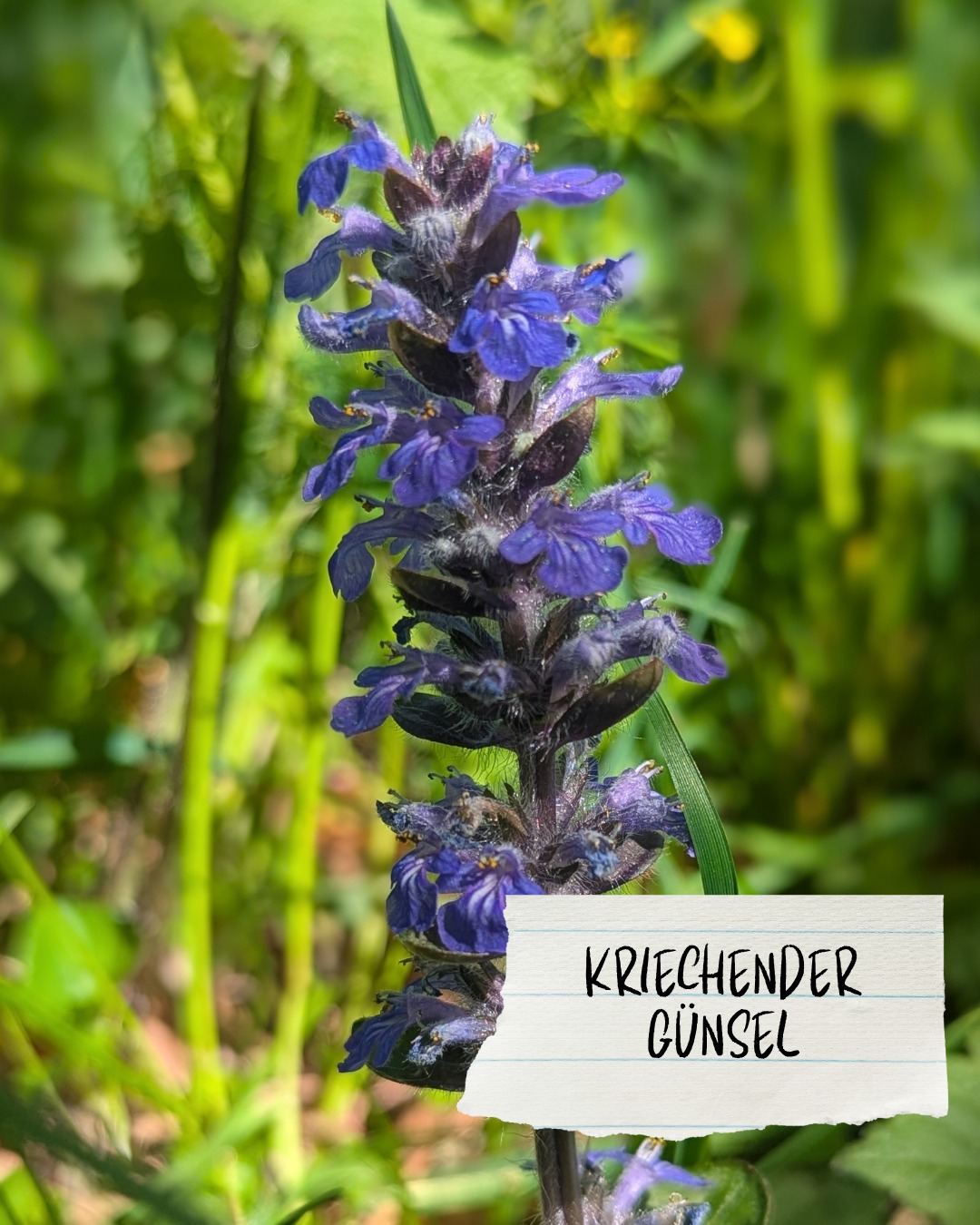 Dieser Alternativtext wurde KI-generiert: Nahaufnahme einer Pflanze mit tiefblauen Blüten, die an einem Stängel wachsen. Ein beschrifteter Zettel ist im Vordergrund zu sehen.