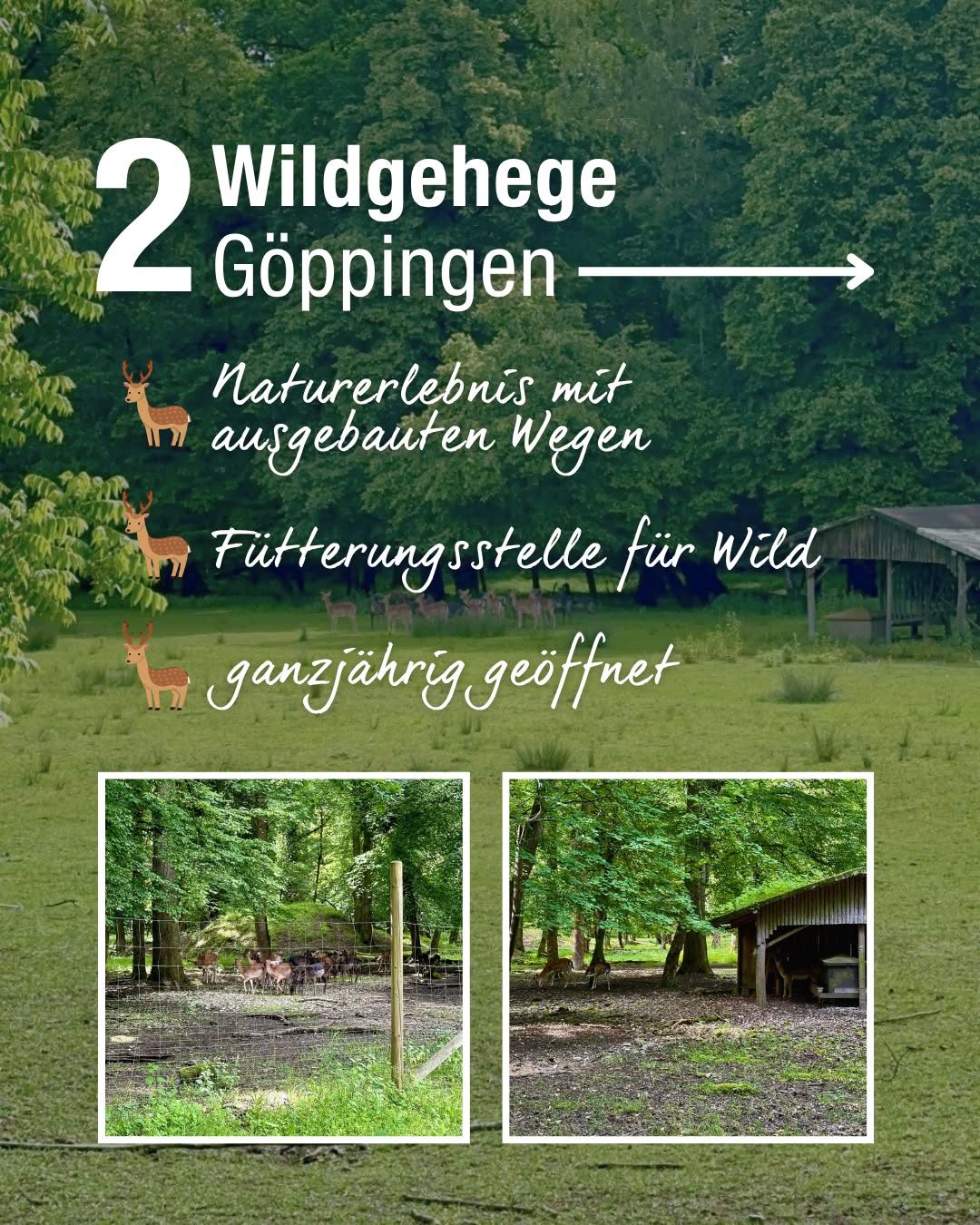 Dieser Alternativtext wurde KI-generiert: Ein Werbeplakat für einen Wildpark mit dem Bild von Hirschen und Landschaftselementen. Mehrere kleinere Bilder zeigen Ausschnitte des Parks mit Zäunen und Vegetation.