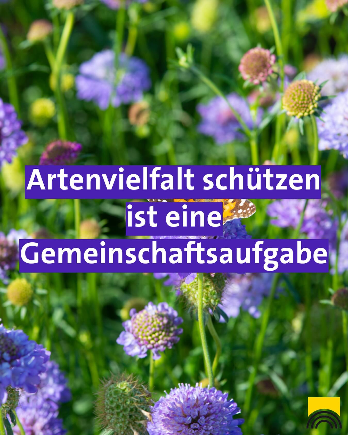 Foto von lila Blüten in einem Garten. Artenschutz ist eine Gemeinschaftsaufgabe.