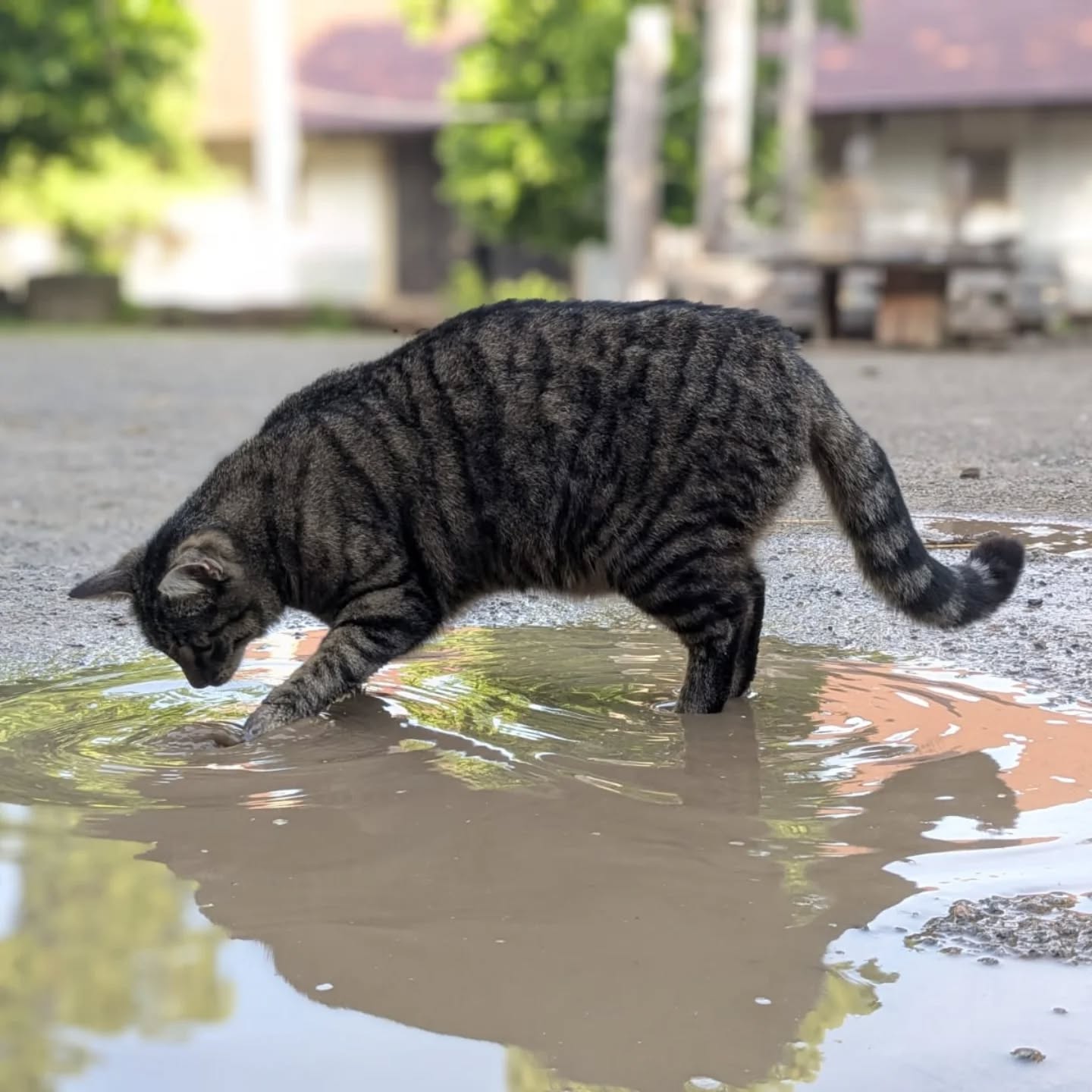 Eine gestreifte Katze steht mit einer Pfote in einer Pfütze und beugt sich neugierig vor, um das Wasser zu untersuchen. Im Hintergrund sind unscharf Bäume und ein Gebäude zu erkennen. (KI-Alternativtext)
