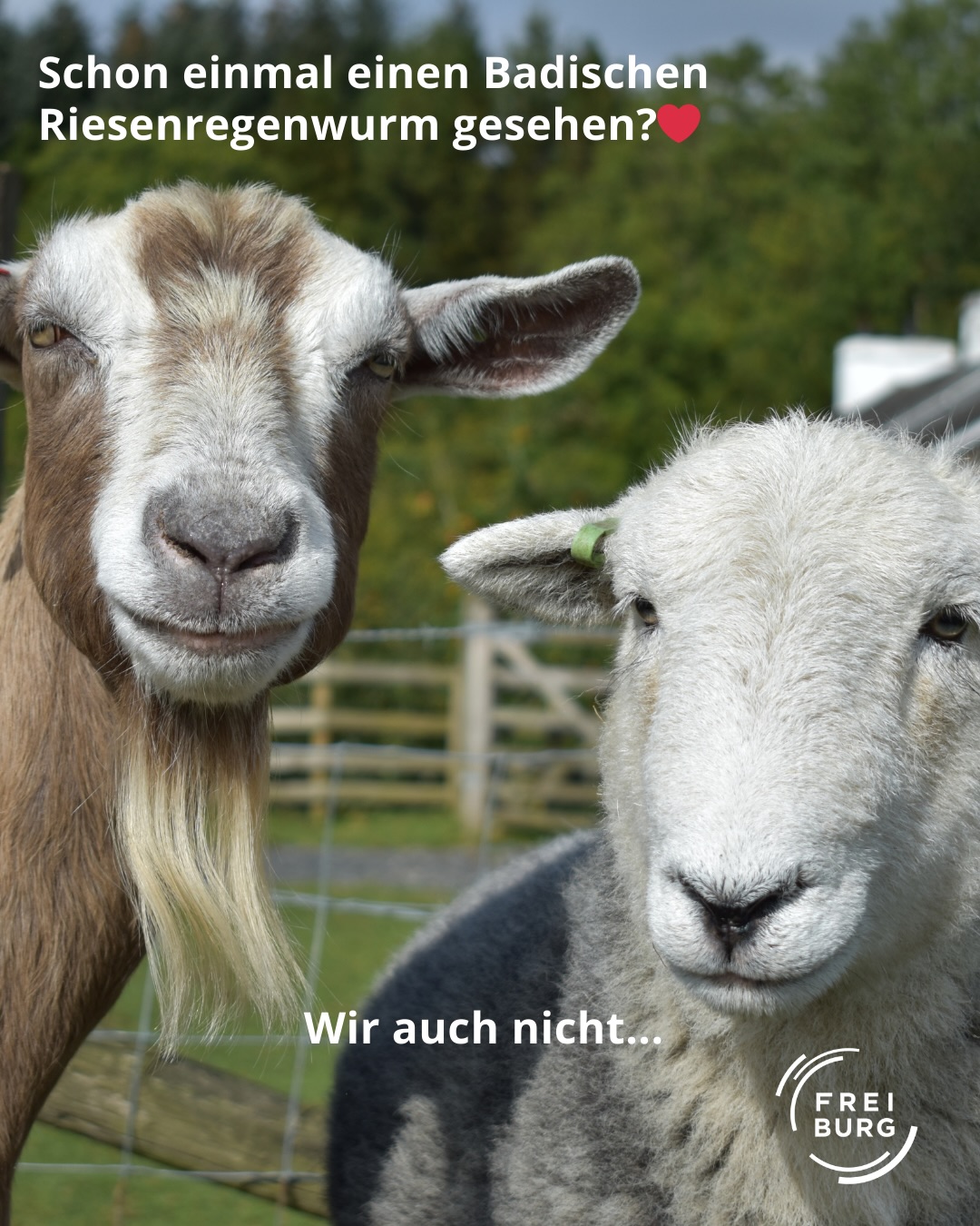 Dieser Alternativtext wurde KI-generiert: Zwei Ziegen stehen nah beieinander vor einem Hintergrund von Grünflächen und einem Zaun. Unterhalb der Tiere befindet sich ein Text und ein Logo.