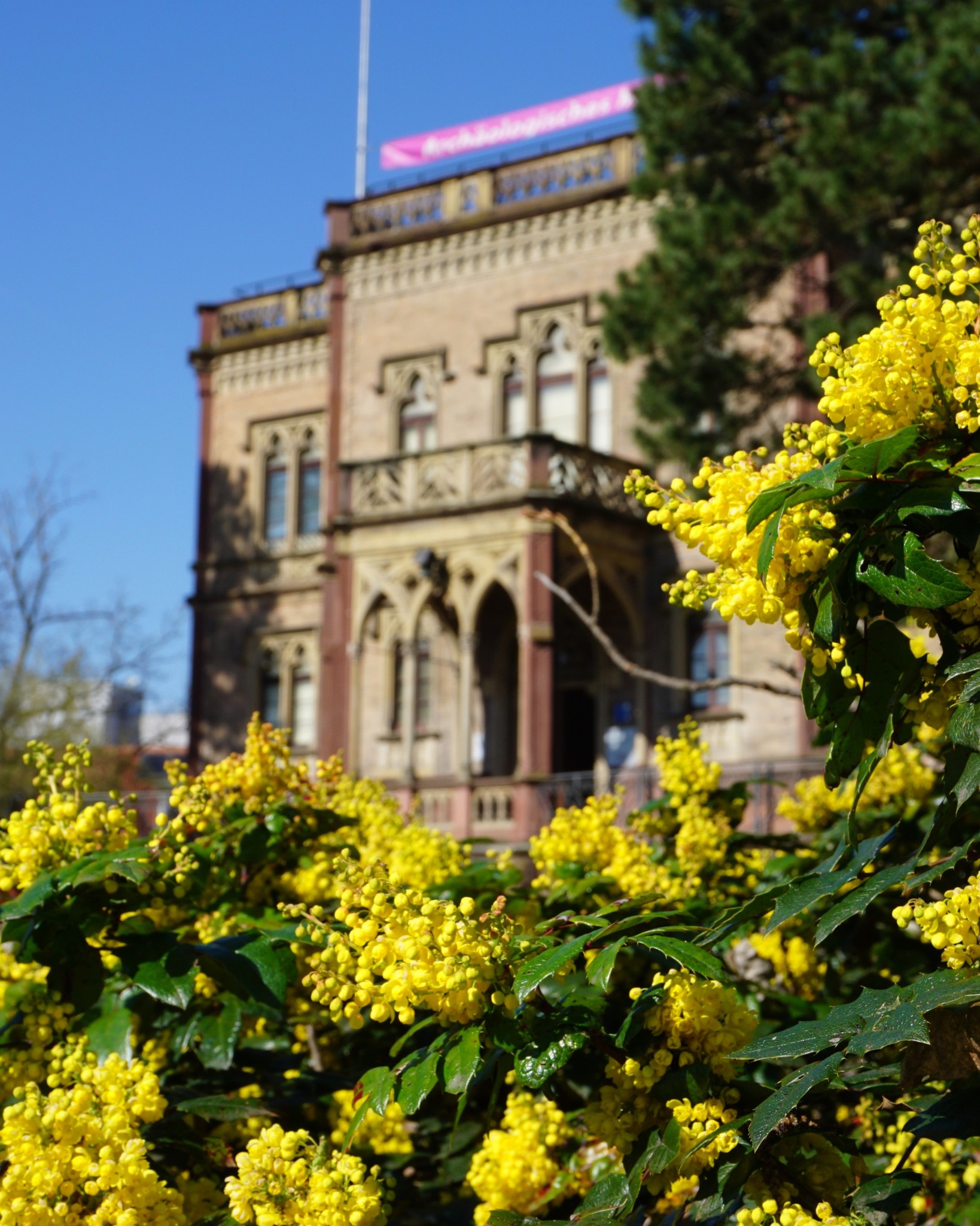 Dieser Alternativtext wurde KI-generiert: Ein Gebäude mit architektonischen Details steht im Hintergrund, während gelbe Blüten im Vordergrund die Szene beleben. Das Bild ist farbig und zeigt einen hellen, sonnigen Tag.