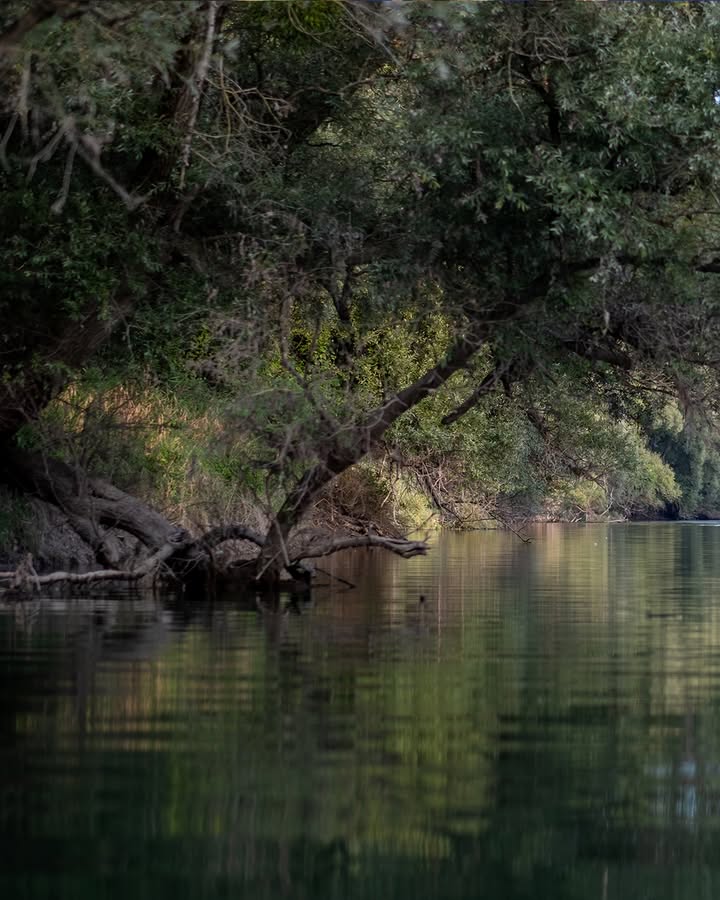 Dieser Alternativtext wurde KI-generiert: Ein ruhiger Wasserlauf fließt unter Bäumen hindurch, deren Äste sich über dem Wasser neigen. Das Bild zeigt eine natürliche Szene mit grüner Vegetation und Spiegelungen im Wasser.