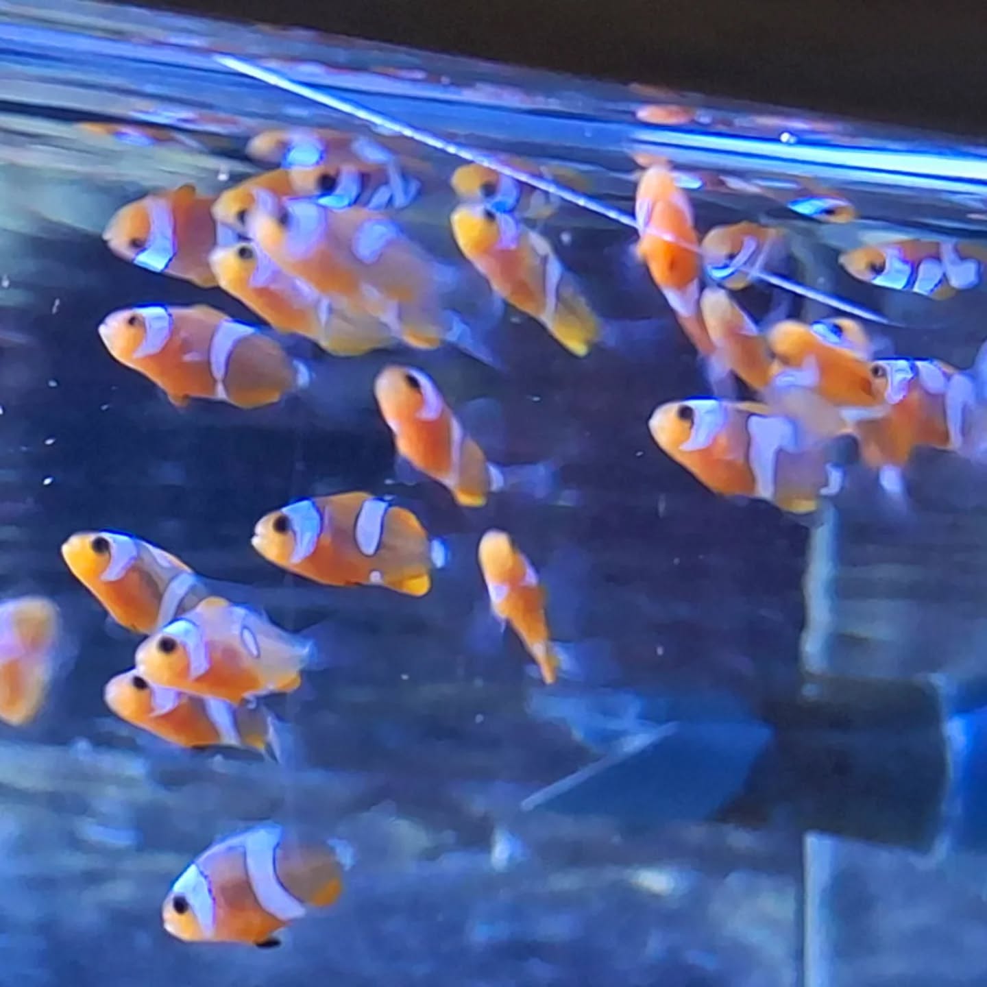 Dieser Alternativtext wurde KI-generiert: Mehrere orange-weiße Fische schwimmen in einem Aquarium. Das Bild wirkt etwas unscharf und hat einen bläulichen Farbton.