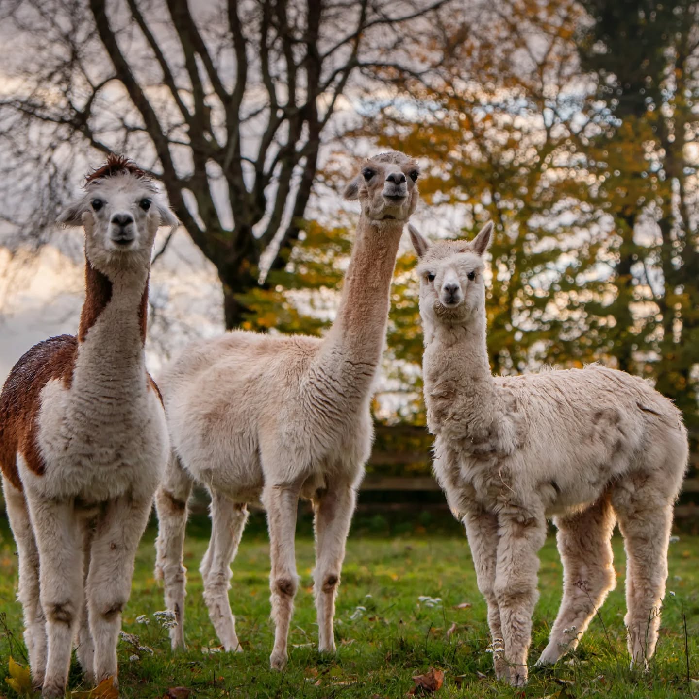 Dieser Alternativtext wurde KI-generiert: Drei Lamas stehen auf einer grünen Wiese vor Bäumen. Das Bild ist farbig und zeigt die Tiere aus der Nähe.