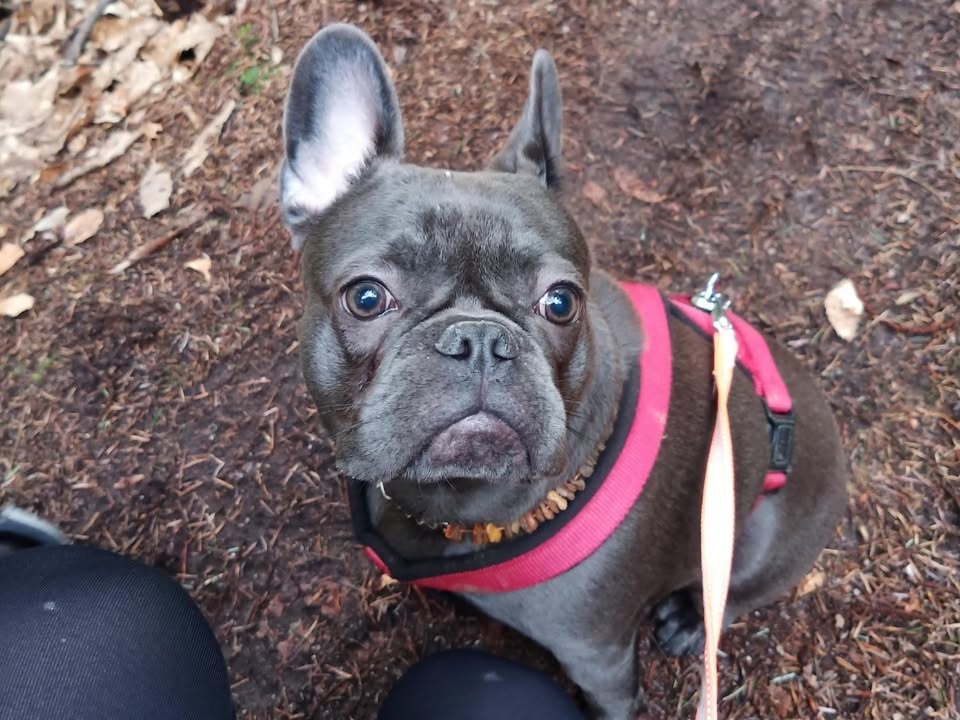Dieser Alternativtext wurde KI-generiert: Ein kleiner, grauer Hund mit großen Augen blickt nach oben. Er trägt ein Halsband und ein Geschirr mit Leine.