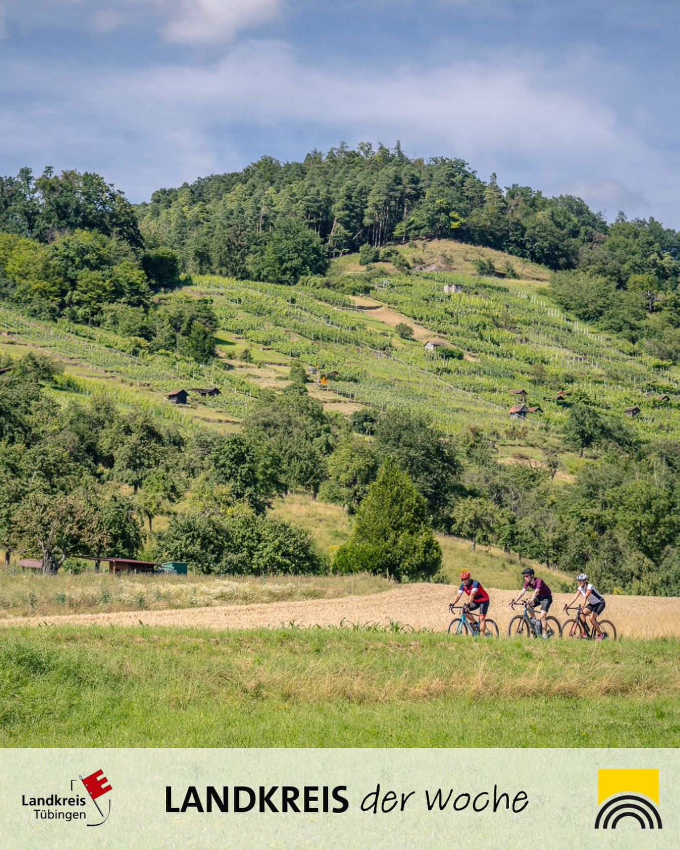 Dieser Alternativtext wurde KI-generiert: Eine hügelige Landschaft mit Feldern und Weinbergen. Mehrere Personen fahren auf einem Feldweg mit Fahrrädern durch die grüne Landschaft.