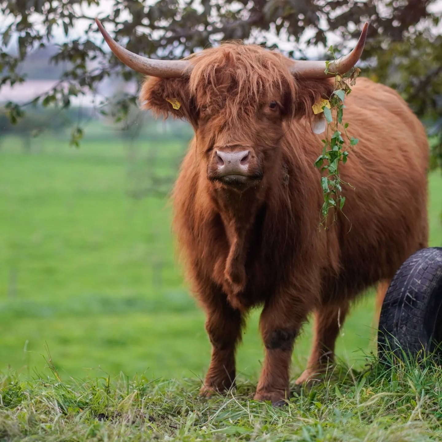 Dieser Alternativtext wurde KI-generiert: Ein langhaariges, braunes Rind mit großen Hörnern steht auf einer grünen Wiese. Pflanzenreste hängen im Fell des Tieres.