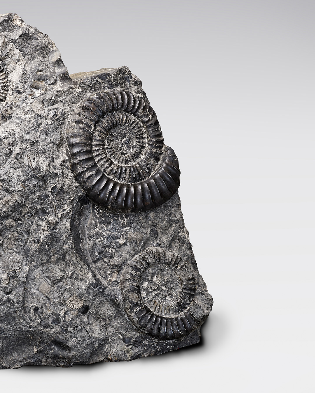 Dieser Alternativtext wurde KI-generiert: Ein versteinertes Fossil in einem Gesteinsbrocken ist zu sehen. Das Fossil weist eine spiralförmige Struktur auf.