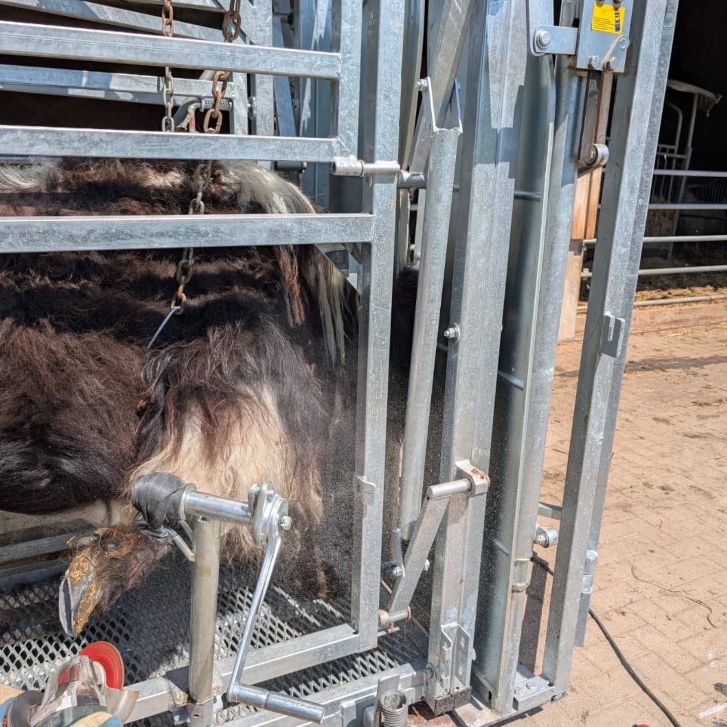 Ein Tier in einer Haltevorrichtung. Die Hufe werden bearbeitet.