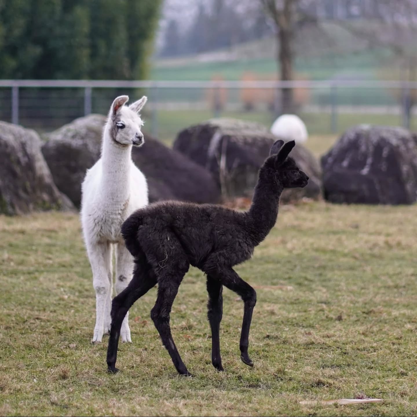 Zwei junge Lamas, eines weiß, eines schwarz, stehen auf einer grünen Wiese vor einigen Steinen.