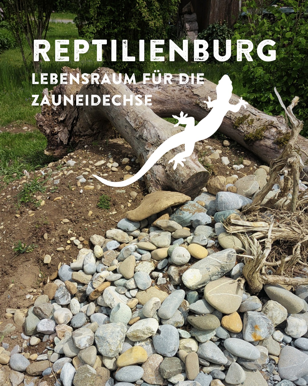 Reptilienburg – Lebensraum für die Zauneidechse: Ein naturnah gestalteter Bereich mit Steinen, Ästen und einem Baumstamm, überlagert von weißem Text und einer Eidechsen-Silhouette. (KI-Alternativtext)