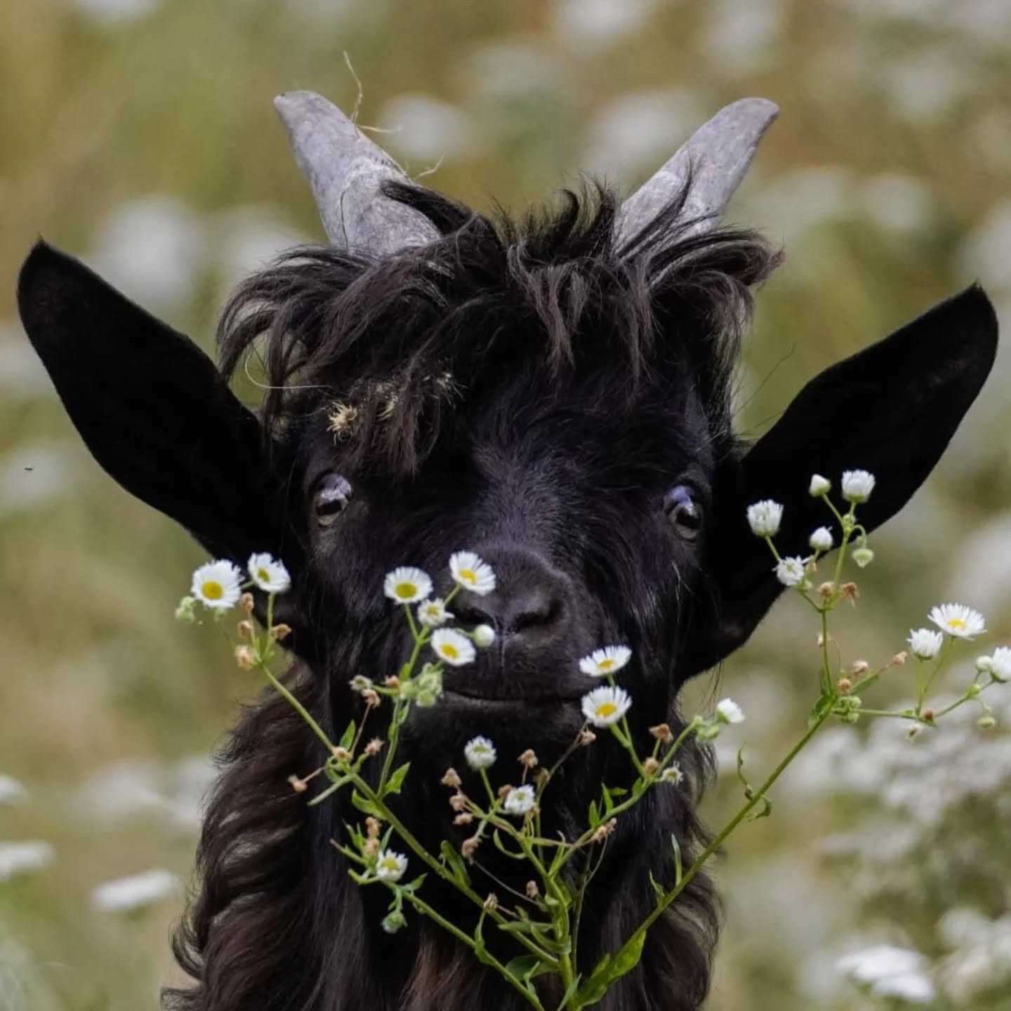 Dieser Alternativtext wurde KI-generiert: Ein dunkles Tier mit Hörnern steht im Fokus, umgeben von Blumen. Es blickt direkt in die Kamera und scheint in einer Wiese zu stehen.