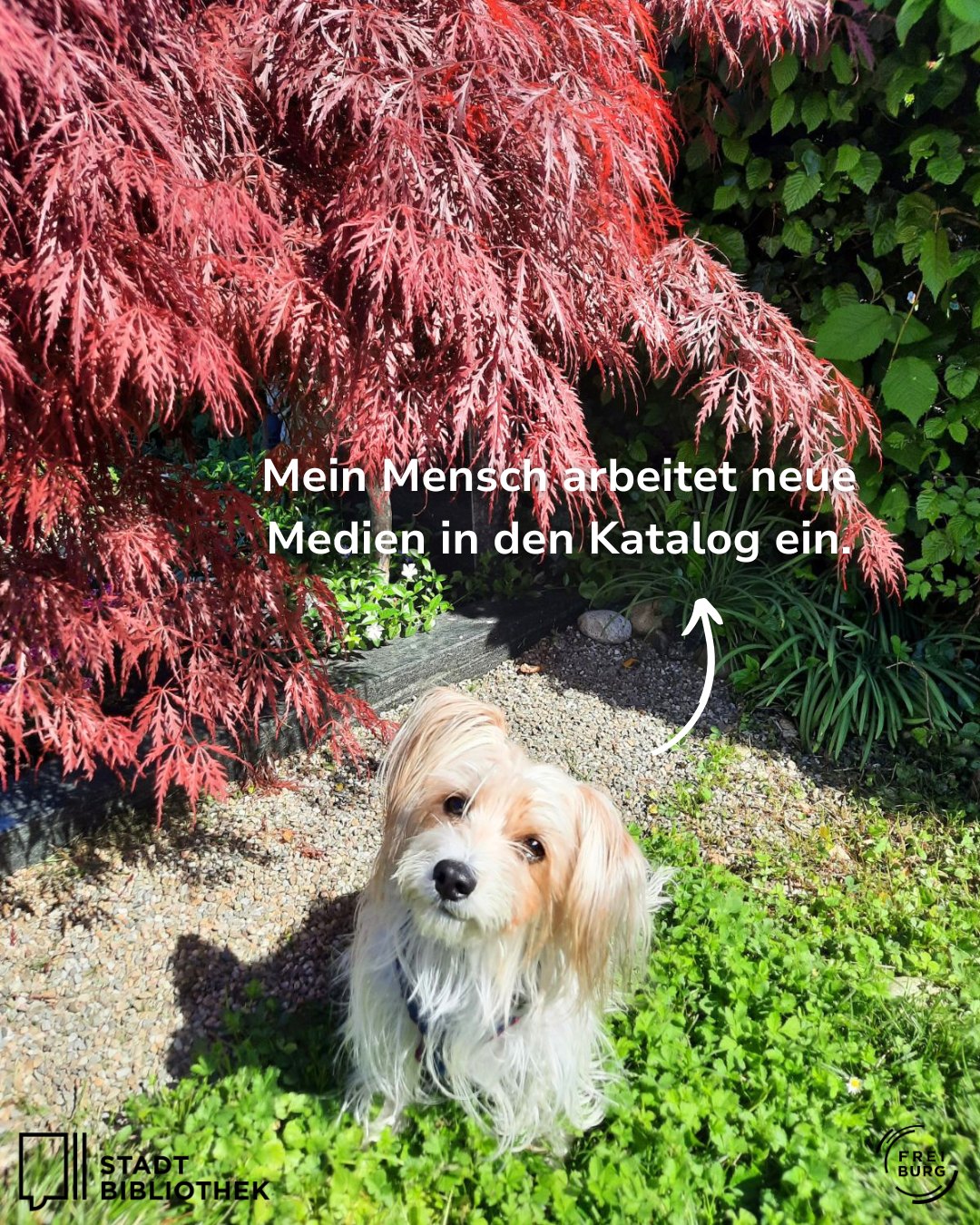 Dieser Alternativtext wurde KI-generiert: Ein kleiner, zotteliger Hund sitzt inmitten von dichtem, rotem und grünem Laub. Im Hintergrund ist ein Teil eines Gebäudes zu sehen.