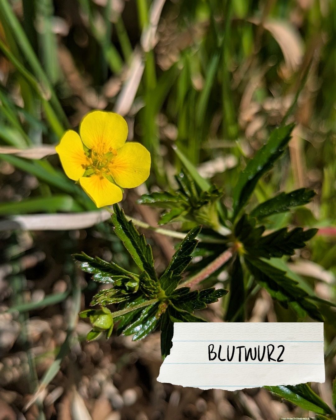 Dieser Alternativtext wurde KI-generiert: Eine gelbe Blüte mit grünen Blättern steht im Vordergrund. Das Bild ist farbig und zeigt die Pflanze in einer natürlichen Umgebung.