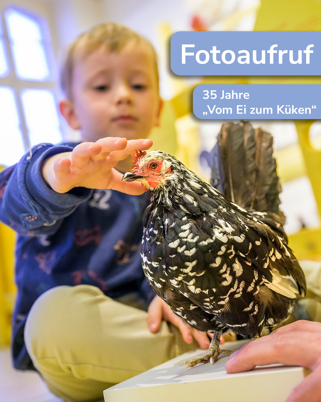 Dieser Alternativtext wurde KI-generiert: Eine Person streckt die Hand nach einem Huhn aus. Das Bild ist farbig und zeigt eine Nahaufnahme der Interaktion.