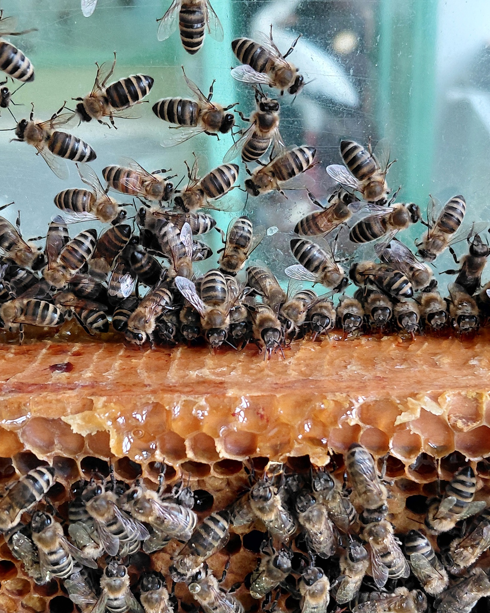 Viele Honigbienen krabbeln auf einem goldbraunen Wabenstock und an einer transparenten Wand darüber. Die sechseckigen Waben sind teilweise mit Honig gefüllt. (KI-Alternativtext)
