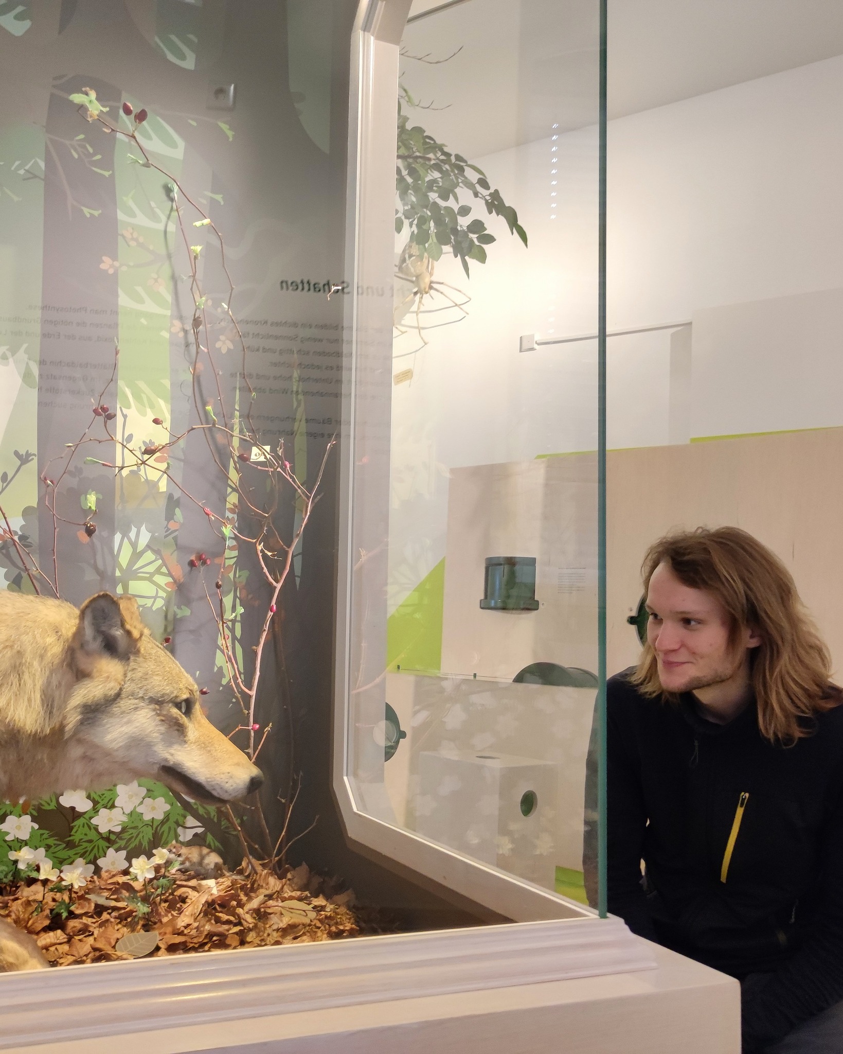 Dieser Alternativtext wurde KI-generiert: Eine Person betrachtet eine Ausstellung in einem Museum. Zu sehen ist ein ausgestopftes Tier und eine Pflanzeninstallation hinter Glas.